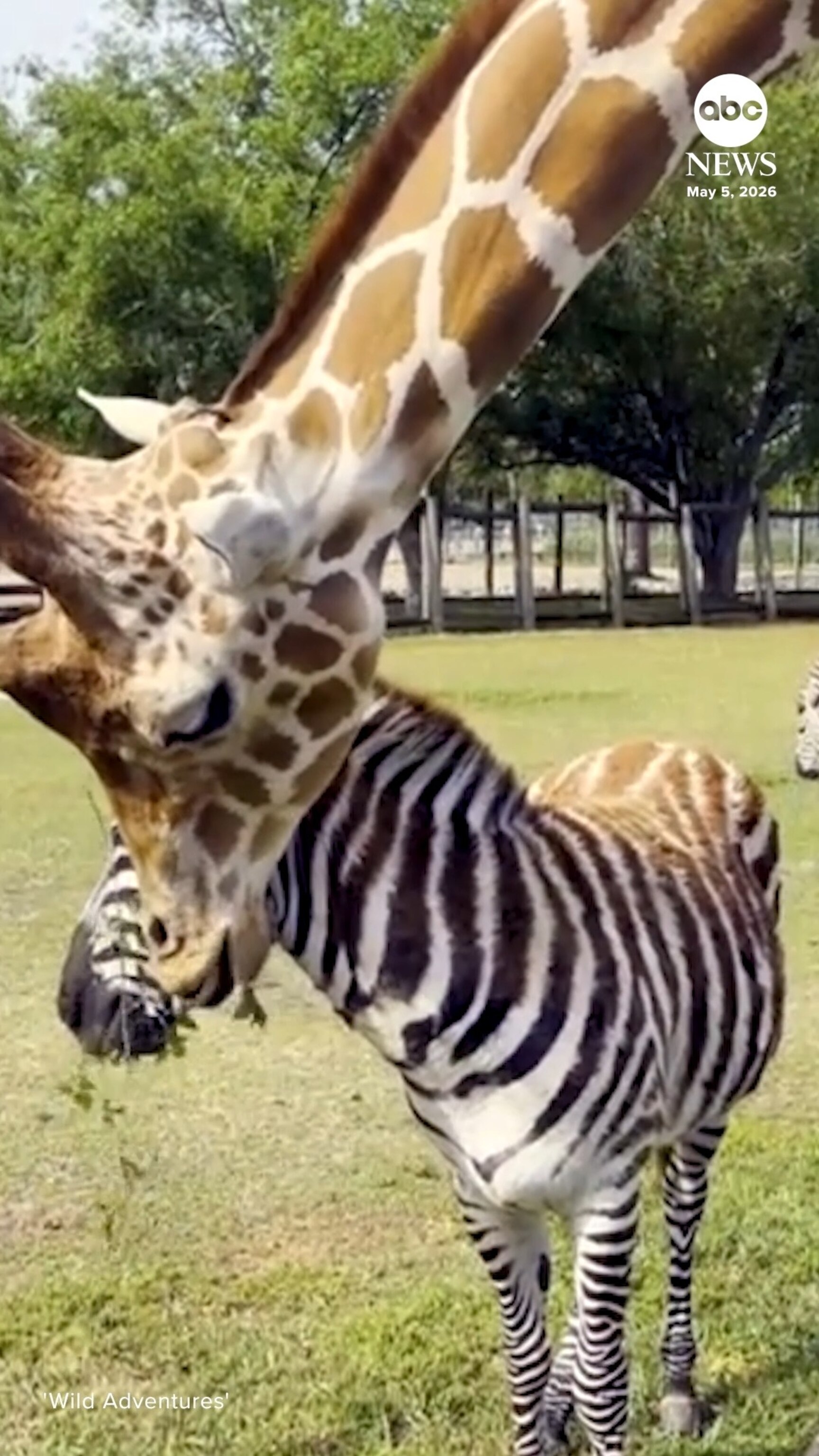 Video This giraffe and zebra are BFFs - ABC News