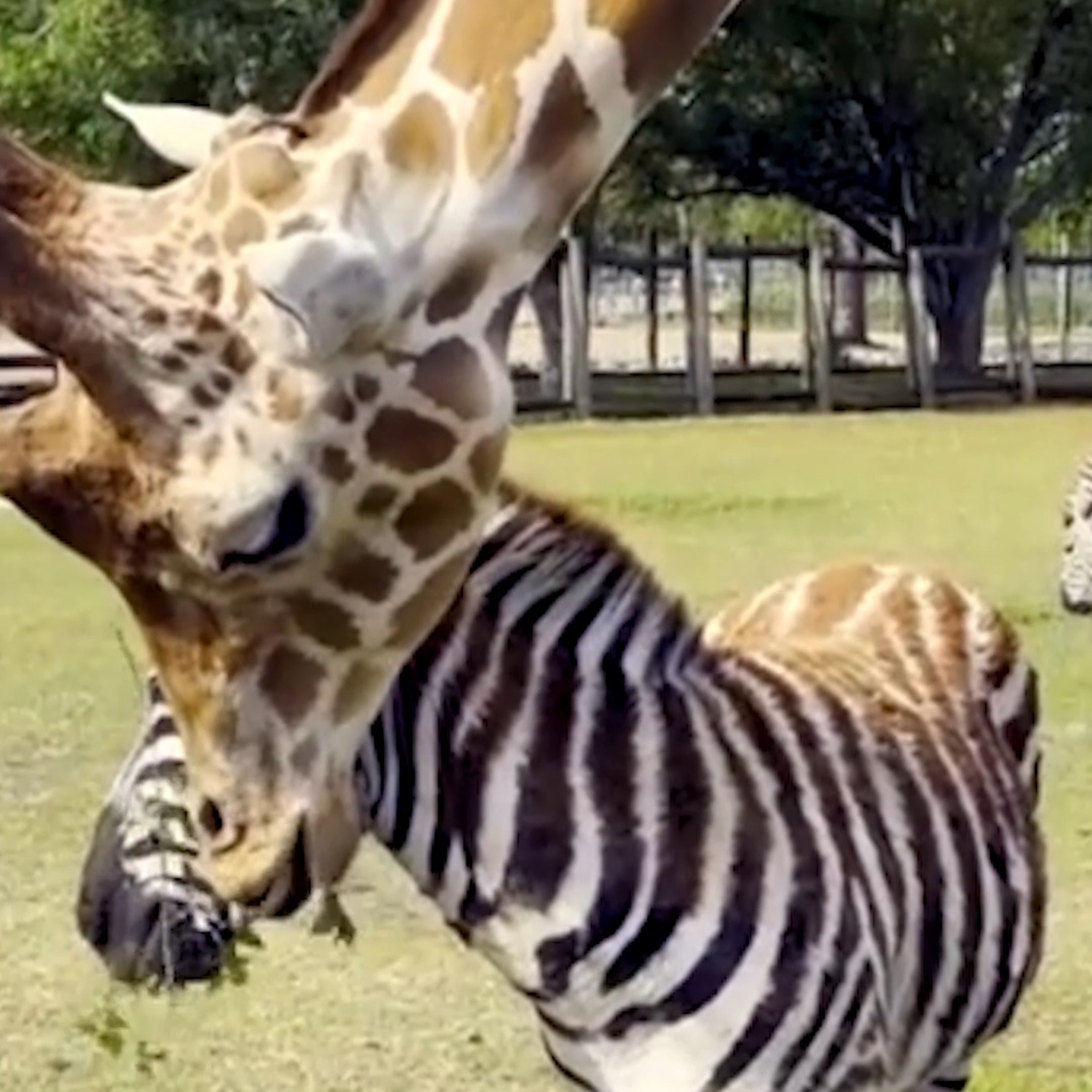 Video This giraffe and zebra are BFFs - ABC News