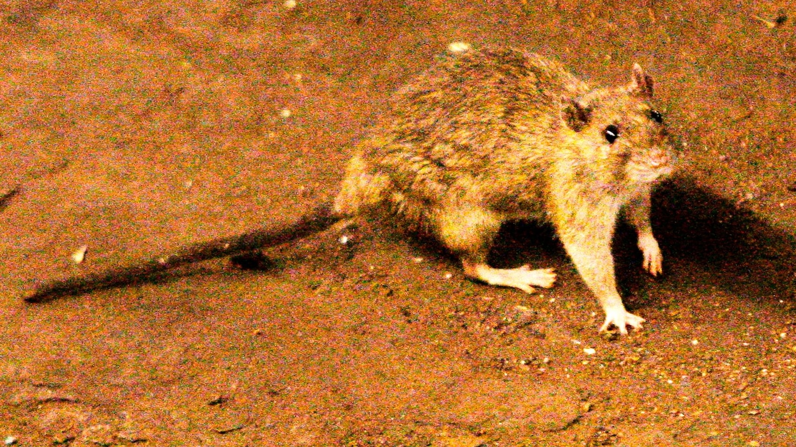 A suspected hantavirus outbreak on a cruise ship in the Atlantic Ocean kills 3 people, WHO says