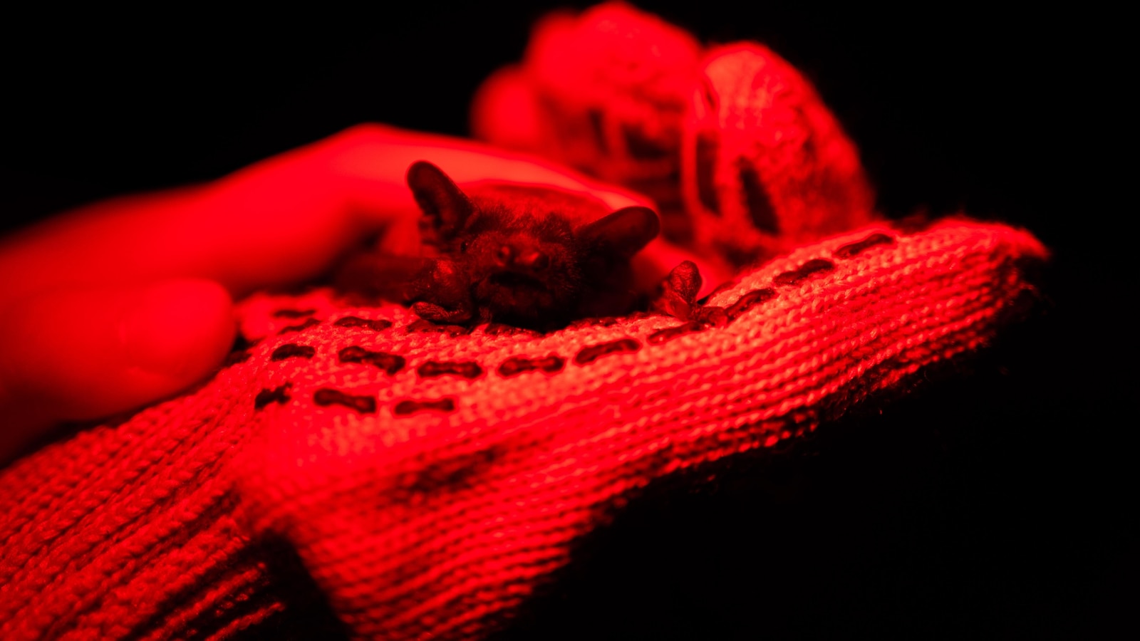 بعد شتاء قاس، يجد الأوكرانيون متعة في إطلاق الخفافيش التي تم إنقاذها من الحرب