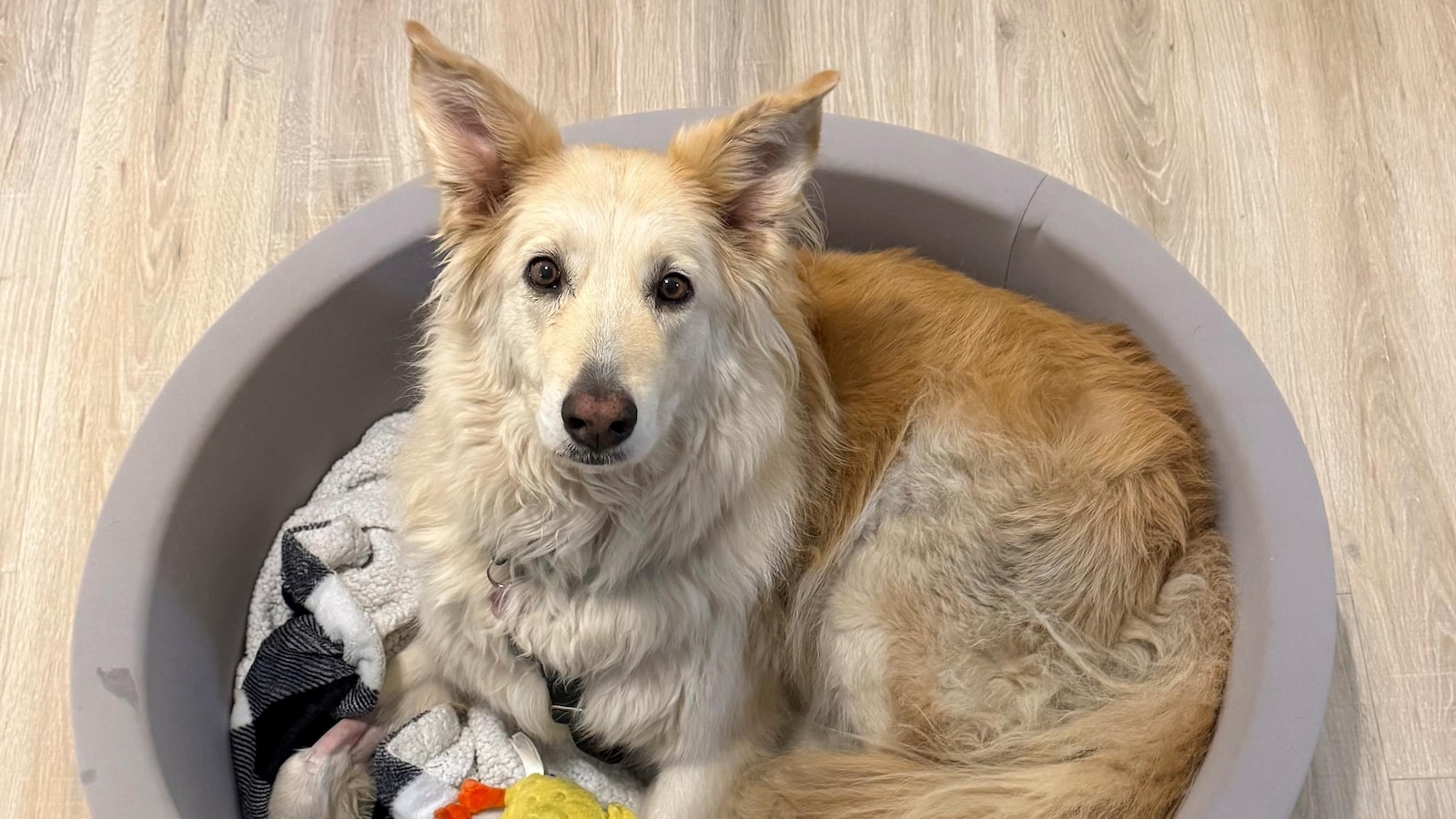 Rescuers use drone technology to find dog that escaped along New Jersey Turnpike