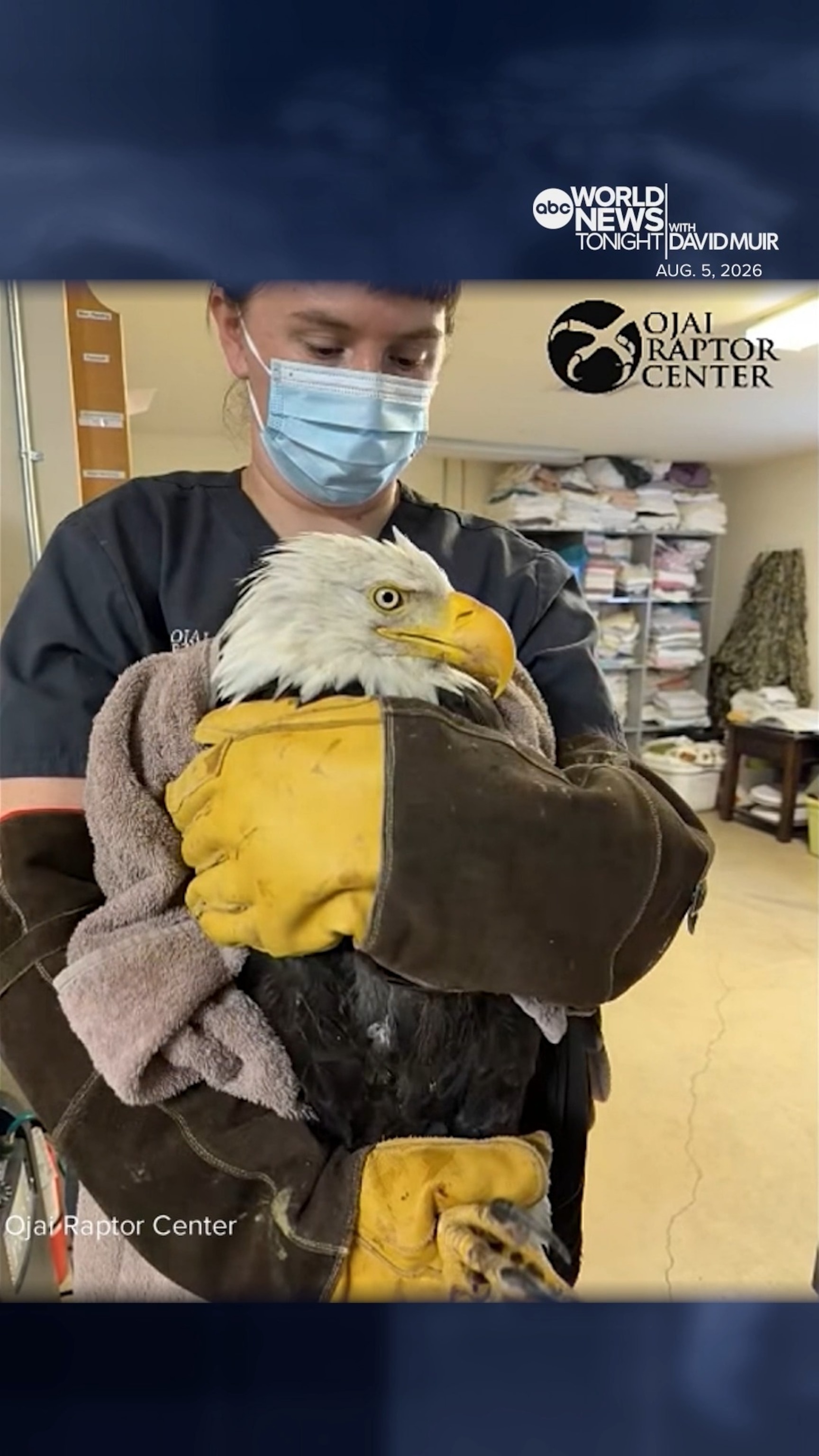 Hopeful update on Jackie the bald eagle's tenuous recovery - ABC News