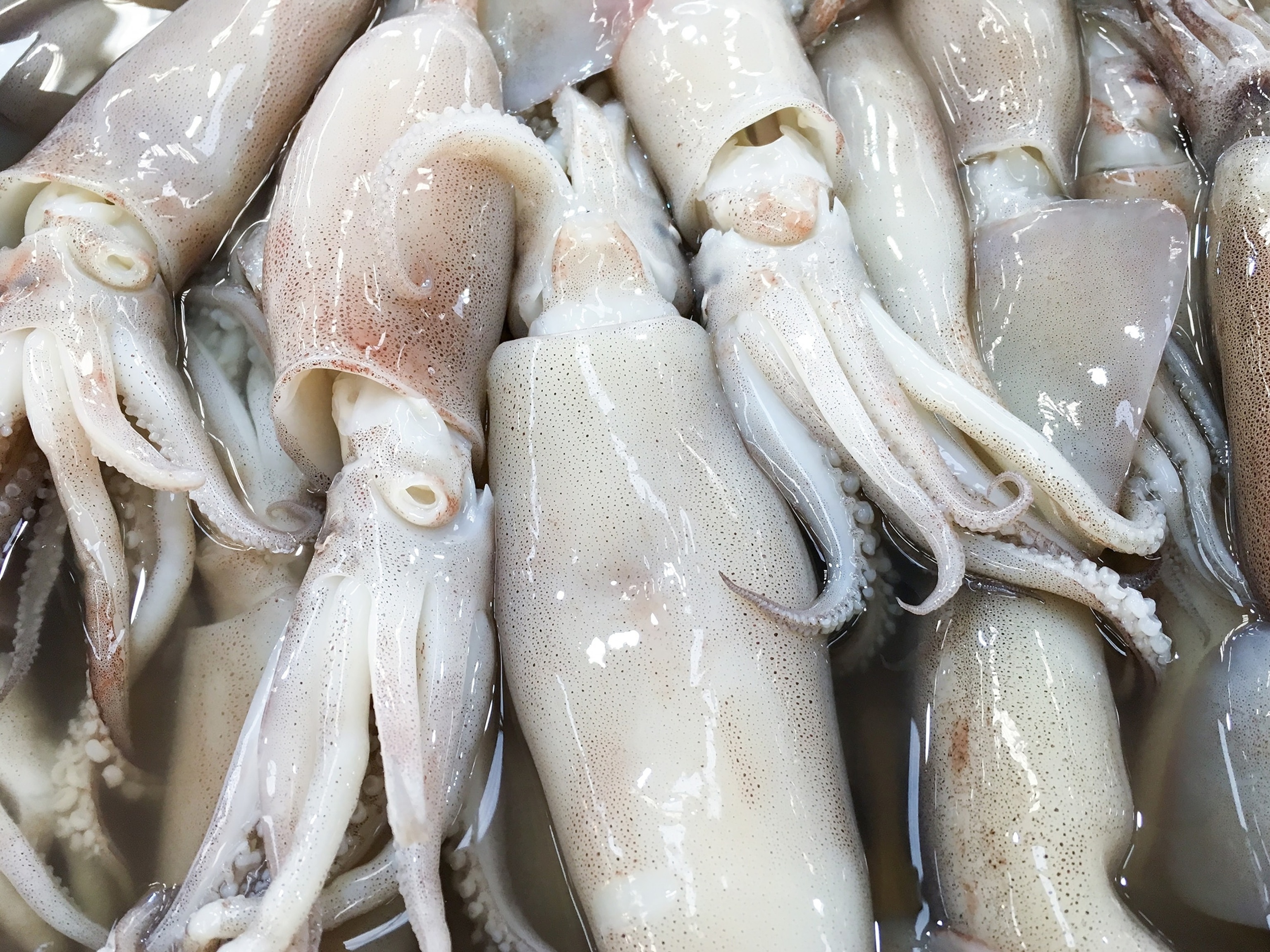 Over 20 tons of squid spill after Rhode Island tractor-trailer crash