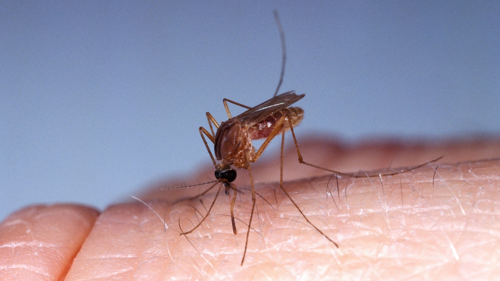 Los Angeles County is seeing the highest number of West Nile virus cases in nearly a decade, health officials said Monday.