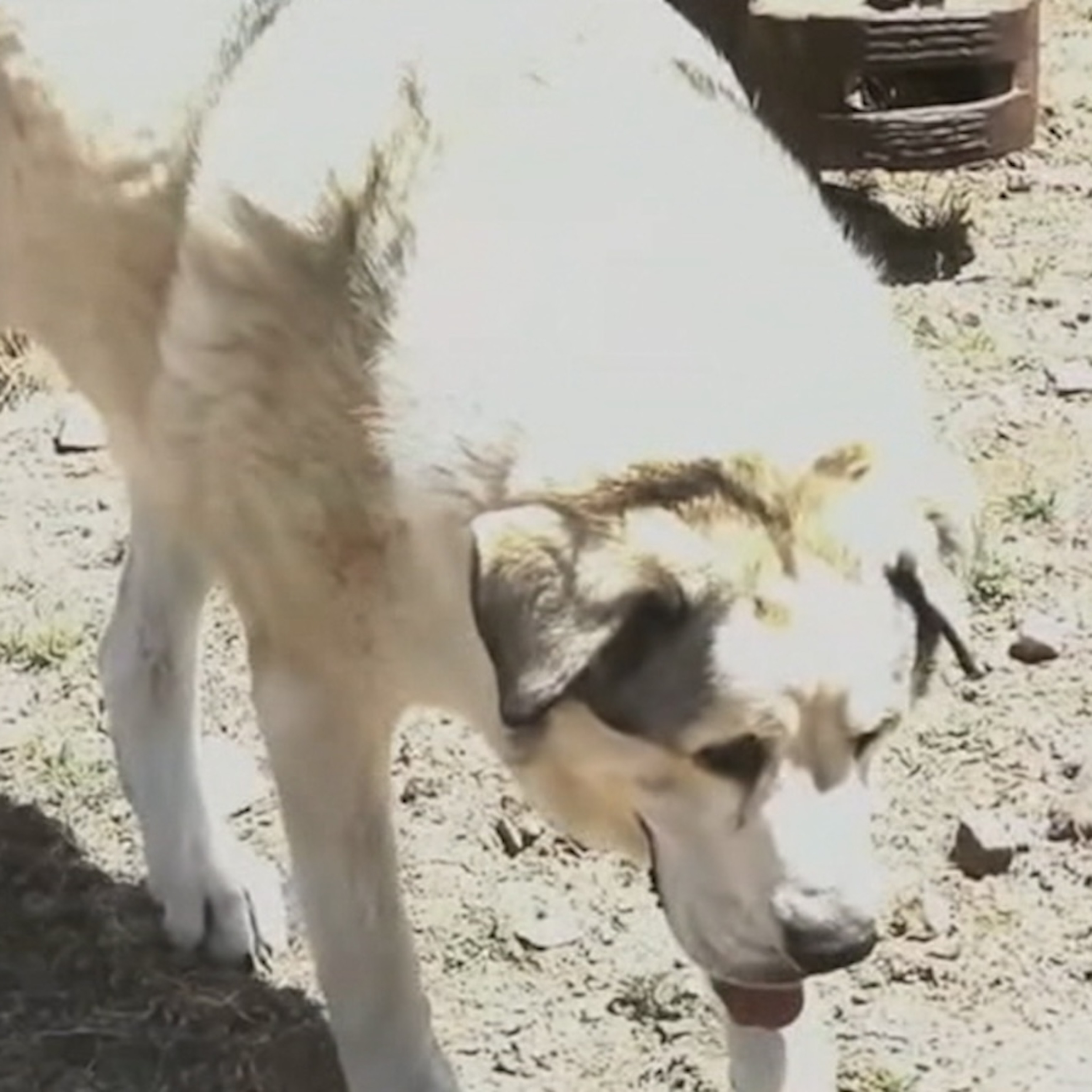 2-year-old spends night in Arizona terrain, found by rancher's dog - ABC News
