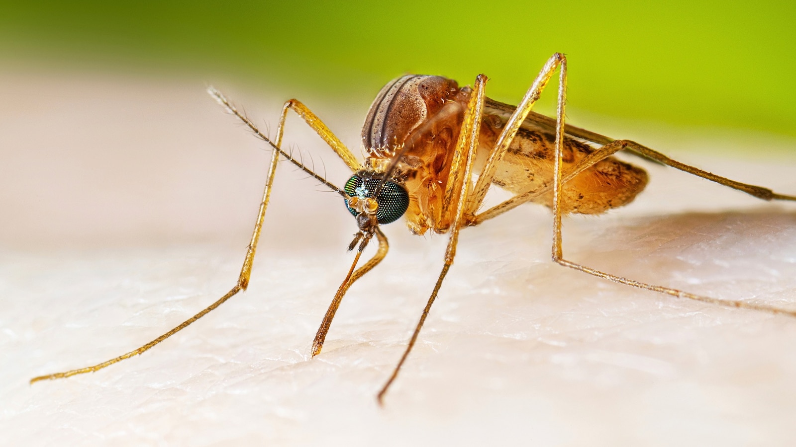 Chicago health officials reported on Tuesday the city's first two human cases and first death from West Nile virus this year.