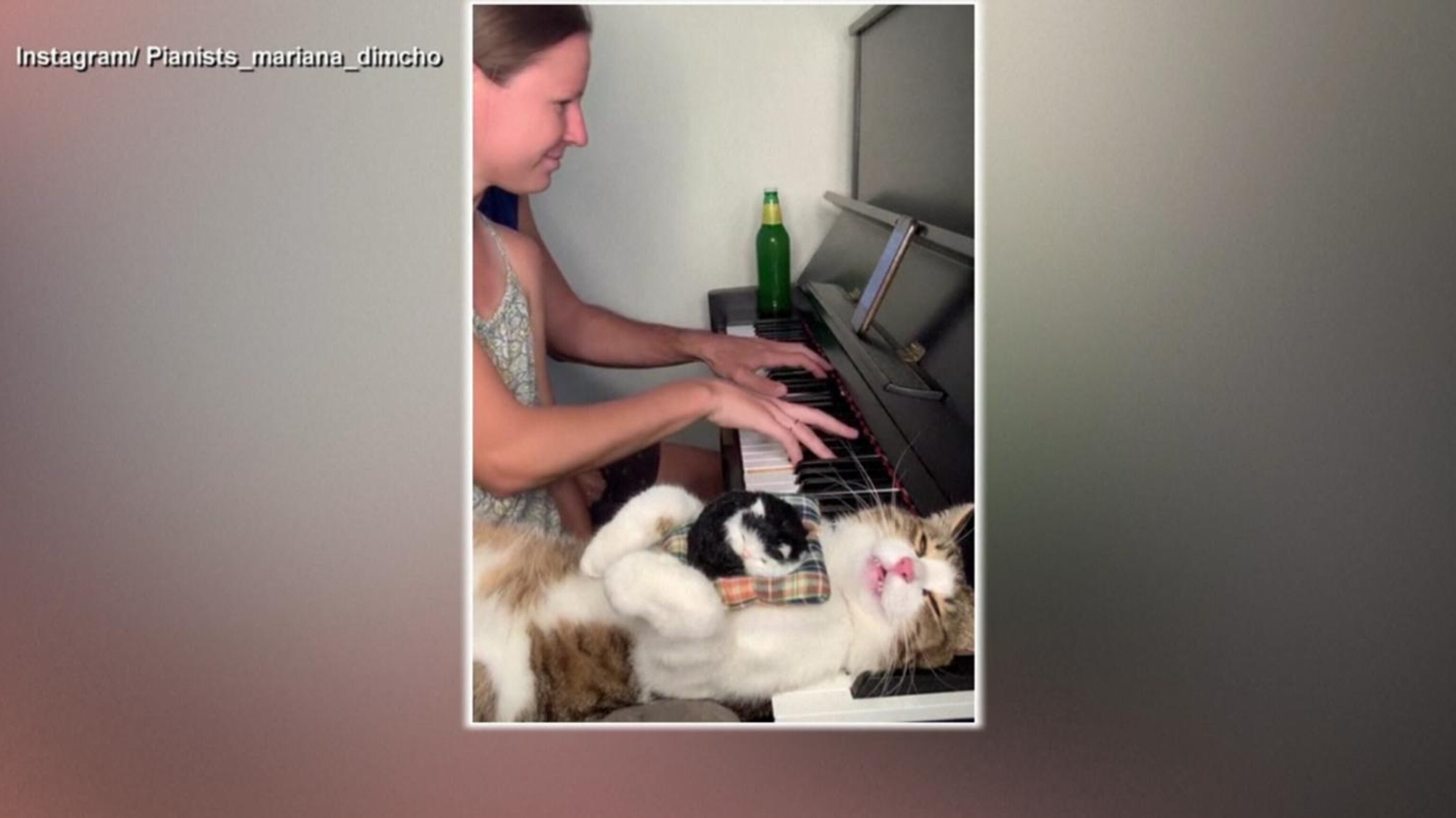250619_gmafl_cat_piano_hpMain_