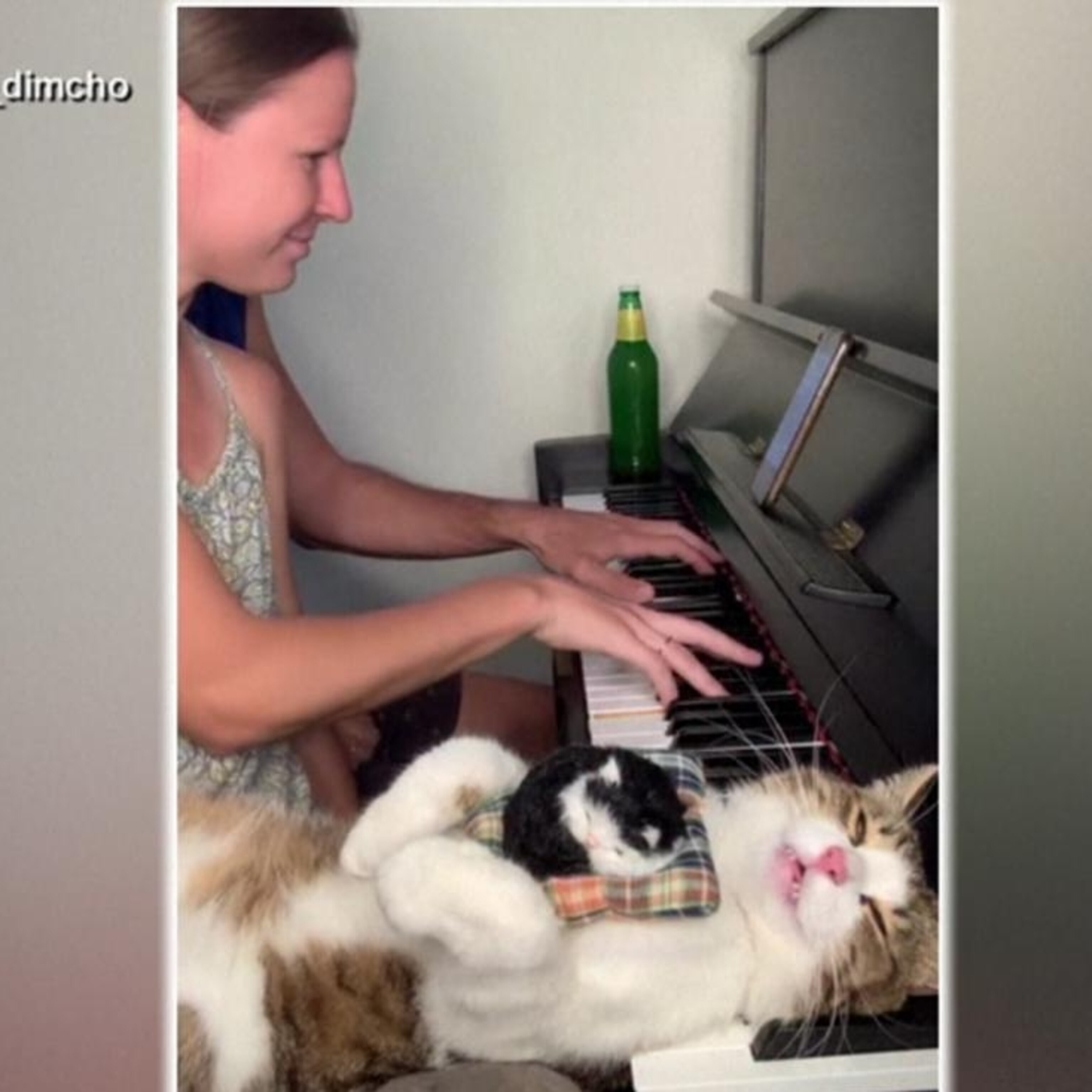 フランス製 トレー cat lady smoking playing piano フランス製 トレー cat lady smoking playing piano