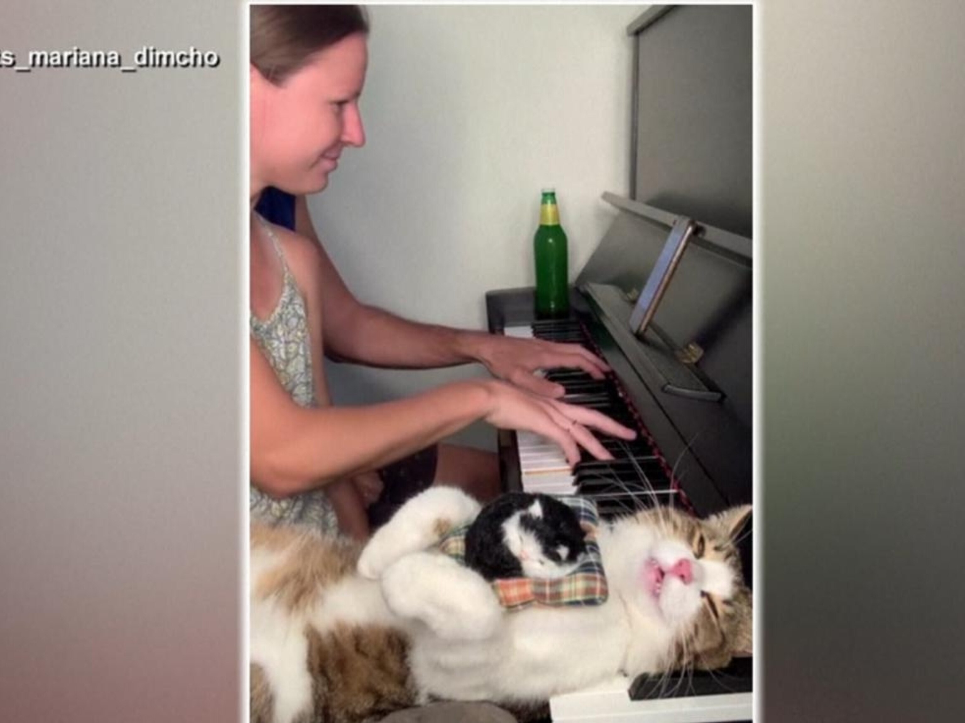250619_gmafl_cat_piano_hpMain_