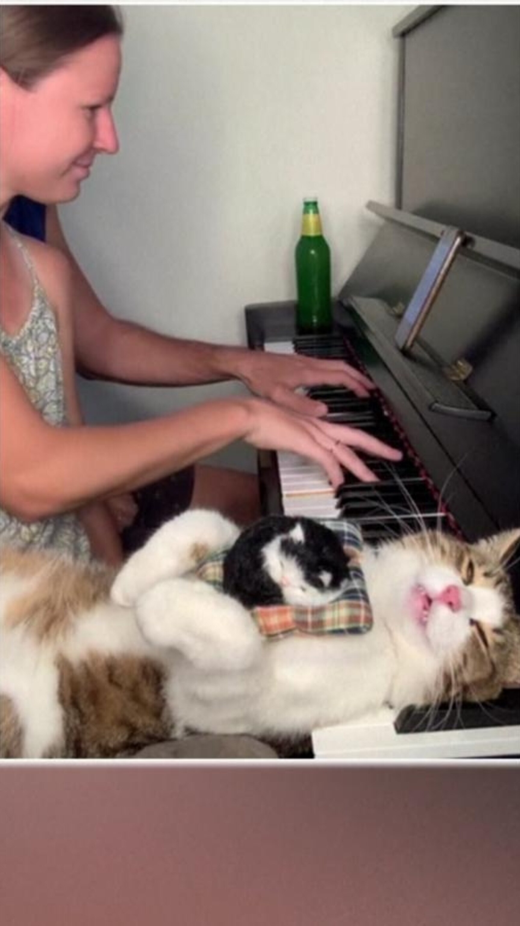 250619_gmafl_cat_piano_hpMain_