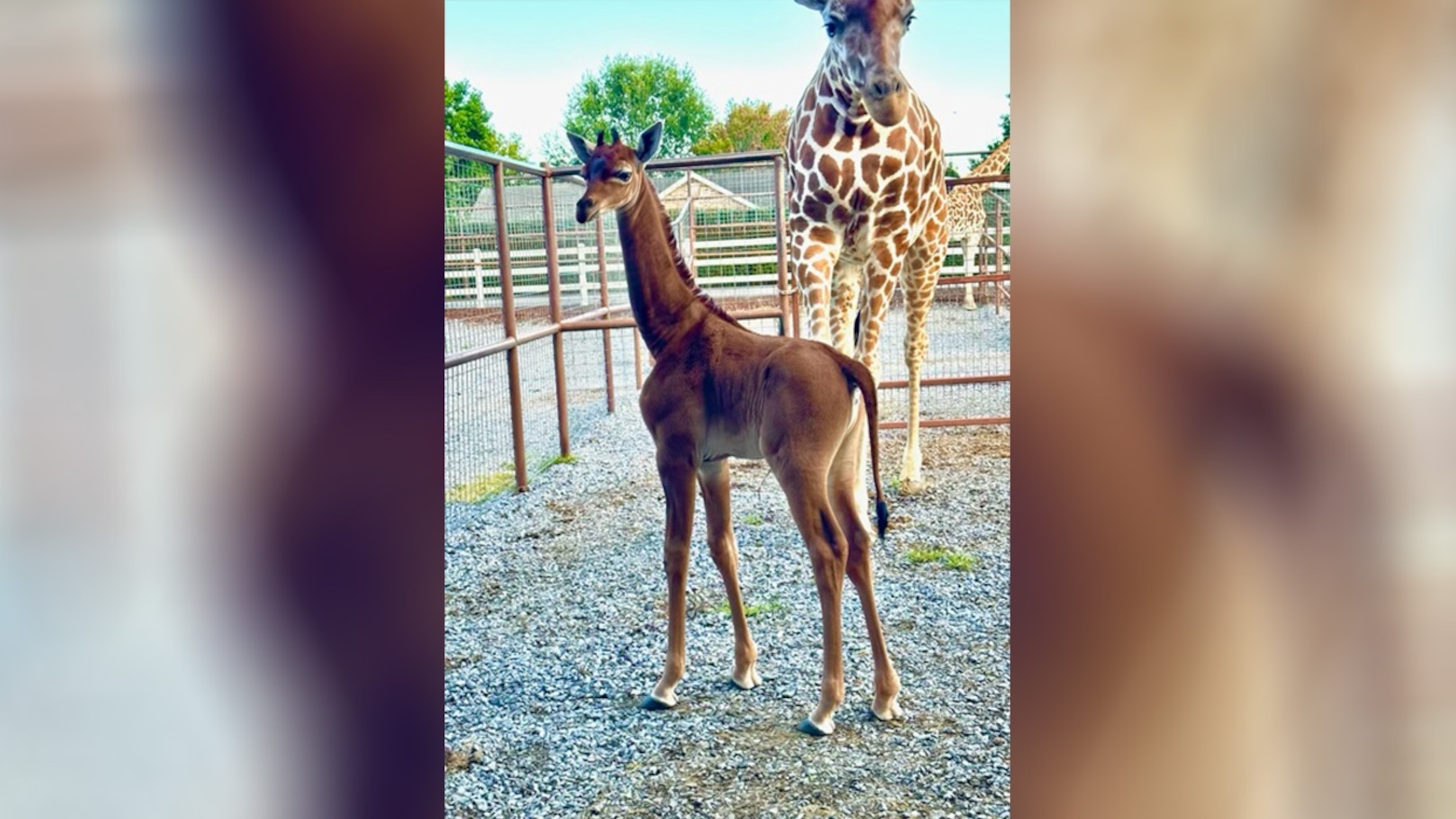 PHOTO: A reticulated giraffe was born without spots at the end of July at Brights Zoo in Limestone, Tenn.