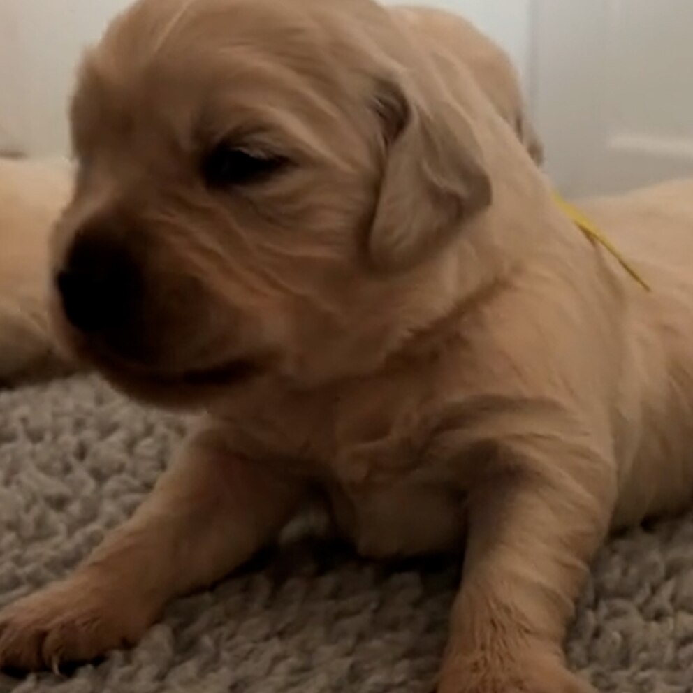 Video Watch the moment these newborn puppies start to hear for the 1st