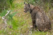 Iberian Lynx Iberian Lynx