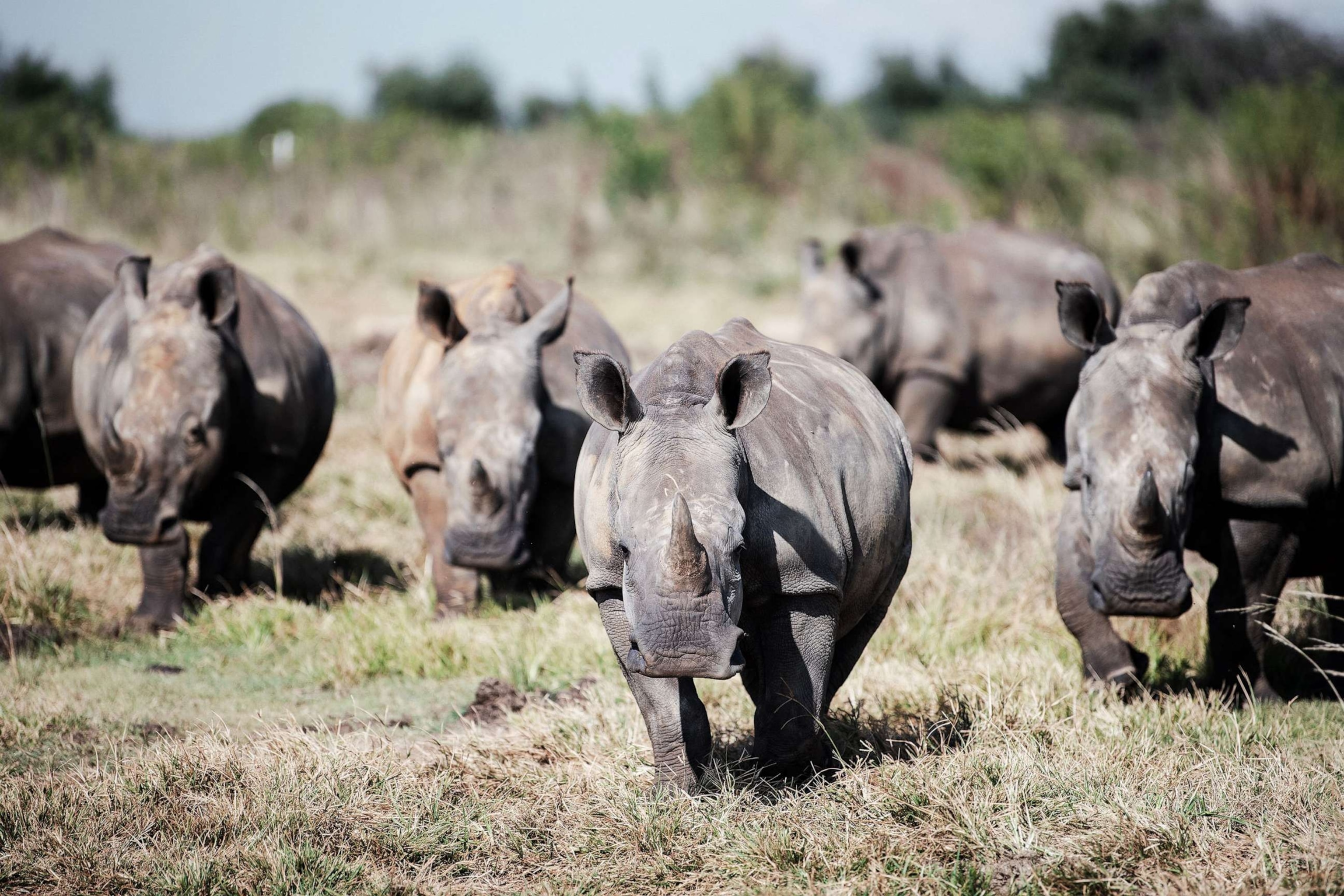 PHOTO: In this April 2, 2023 file photo wild white rhinos are seen at an undisclosed location in the North-West Province of South Africa.