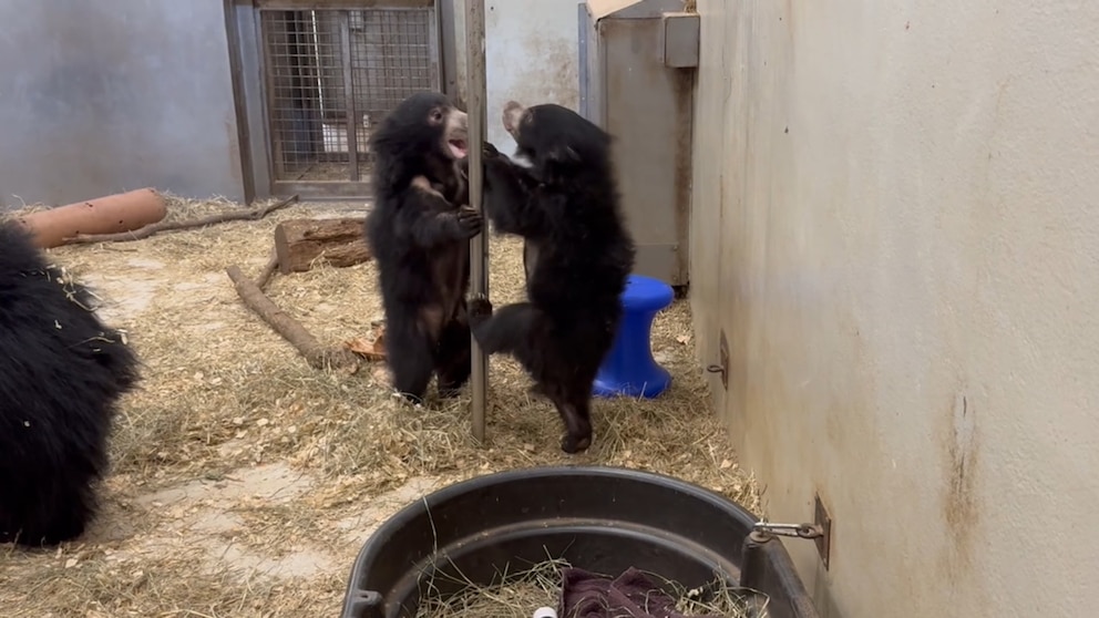 WATCH: Sloth bear cubs make Smithsonian National Zoo debut