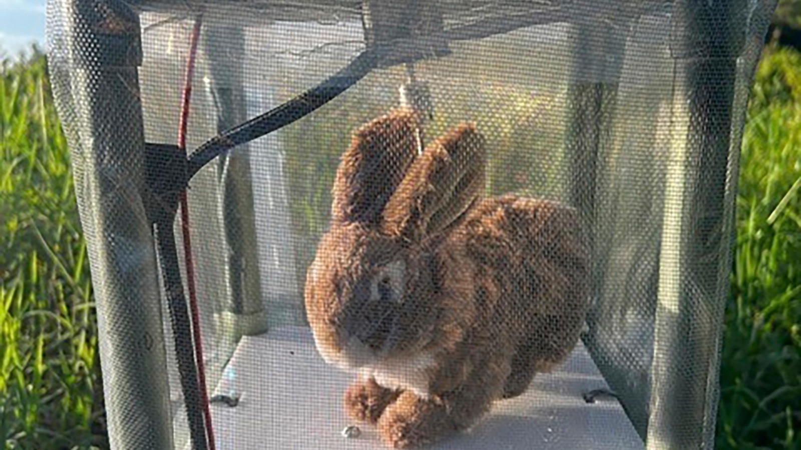 Florida Deploys 120 Robot Rabbits to Combat Invasive Pythons in Everglades
