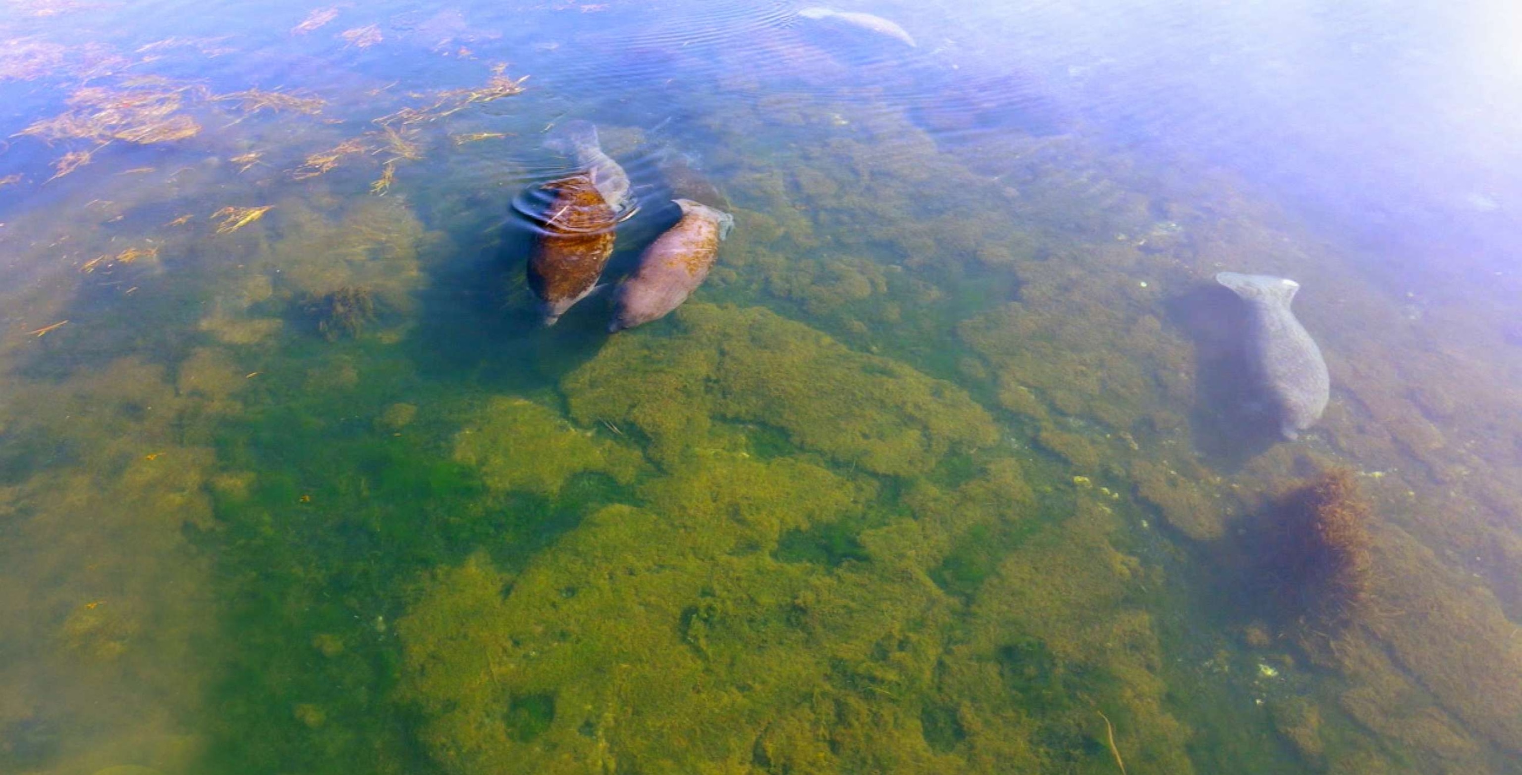 PHOTO: Manatees swim near Crystal River, Fla.