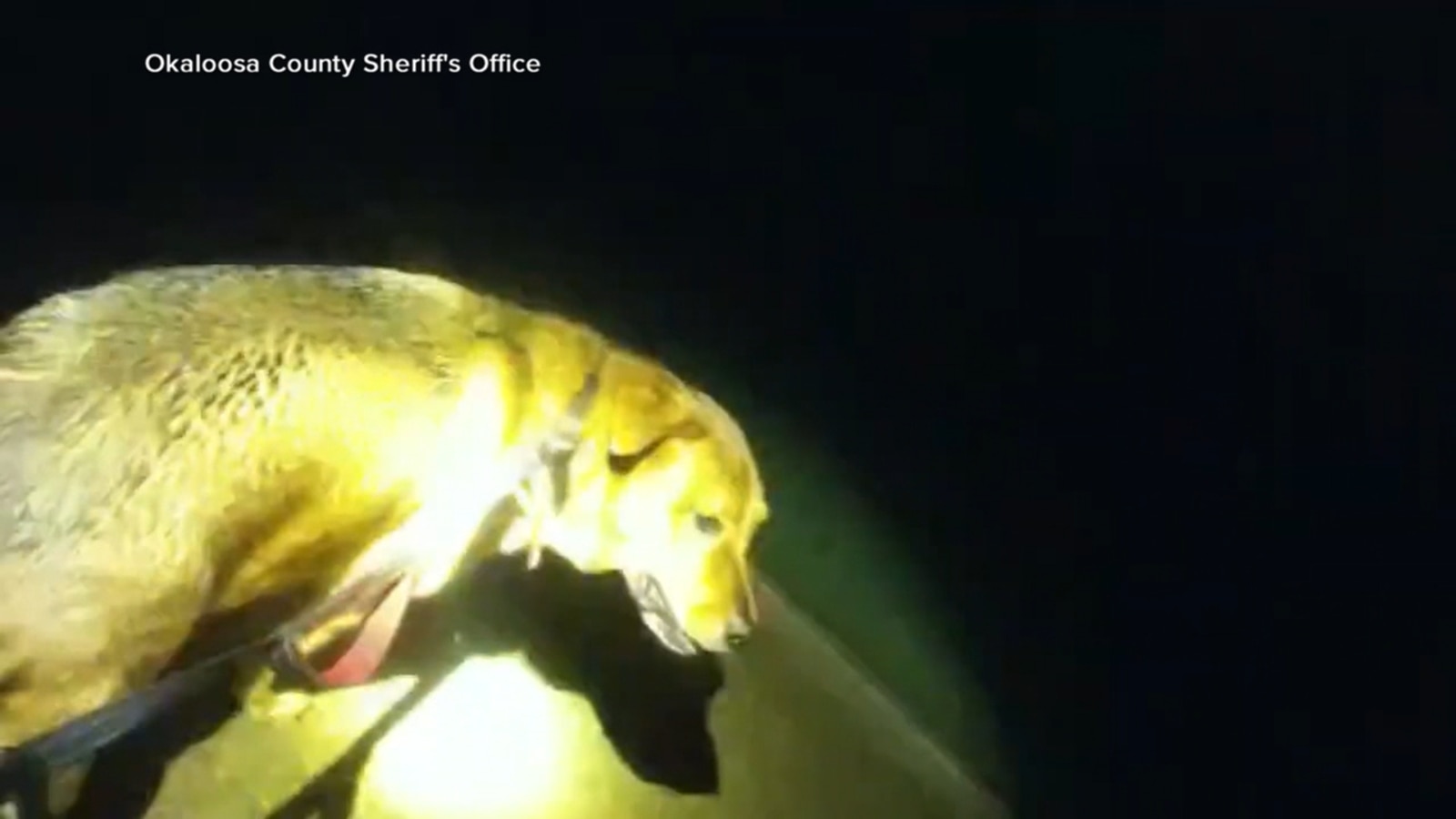 Eeyore the dog helps Florida deputy find missing 86-year-old woman, video shows