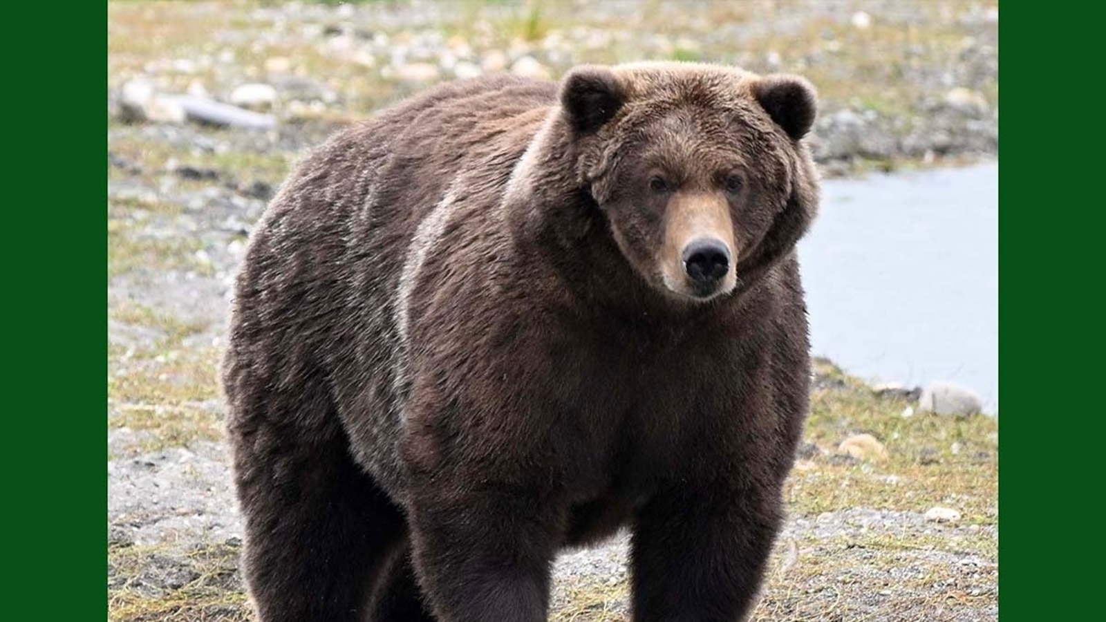 Brown bears in Alaska's Katmai National Park & Reserve are beefing up to vie for the top spot in the park's annual Fat Bear Week competition.