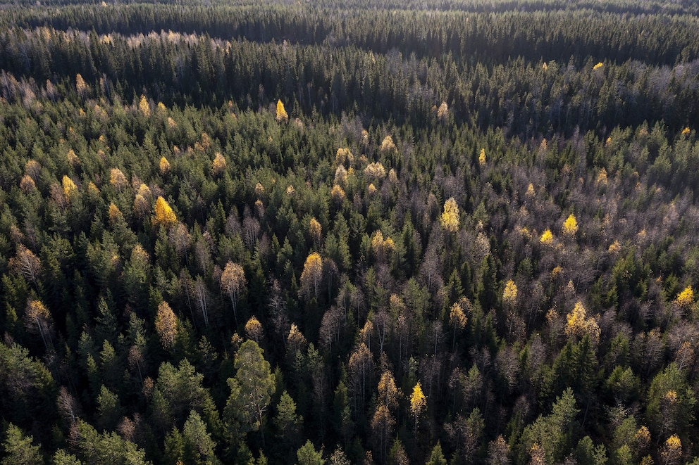 PHOTO: This aerial view shows the Boreal Forest, above The Arctic Circle in Finnish Lapland, Oct.  6, 2022.