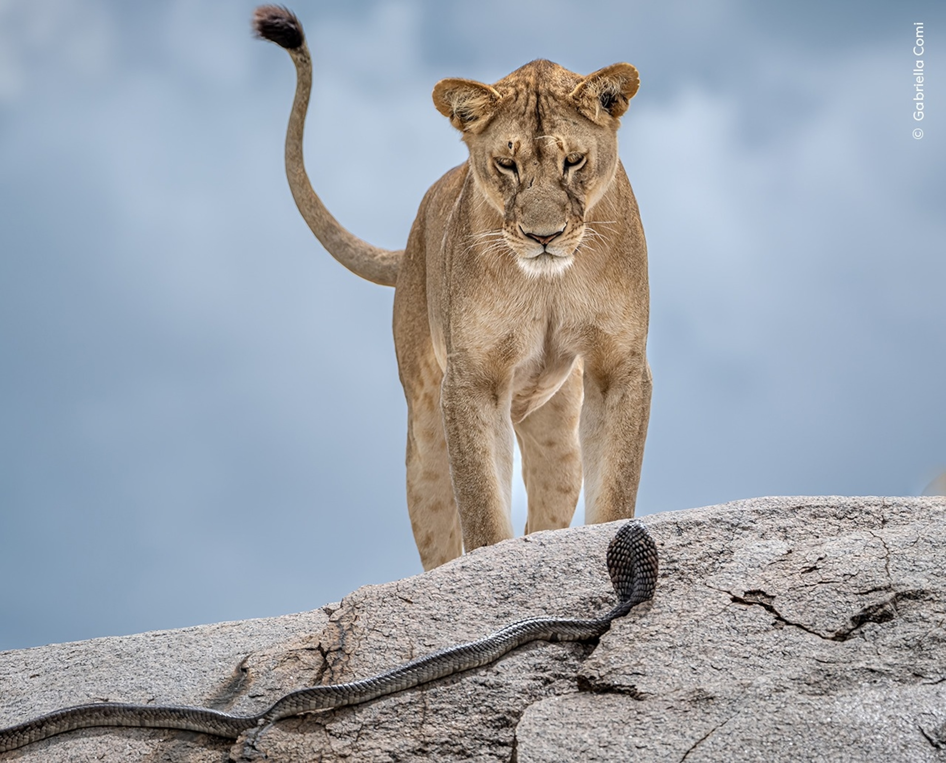 PHOTO: 2025 Wildlife Photographer of the Year