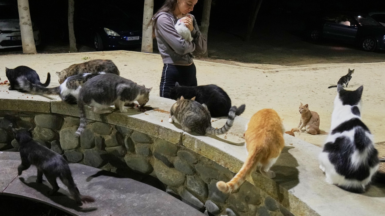 Estimated 1M cats prowl streets of Cyprus as officials scramble to check the numbers