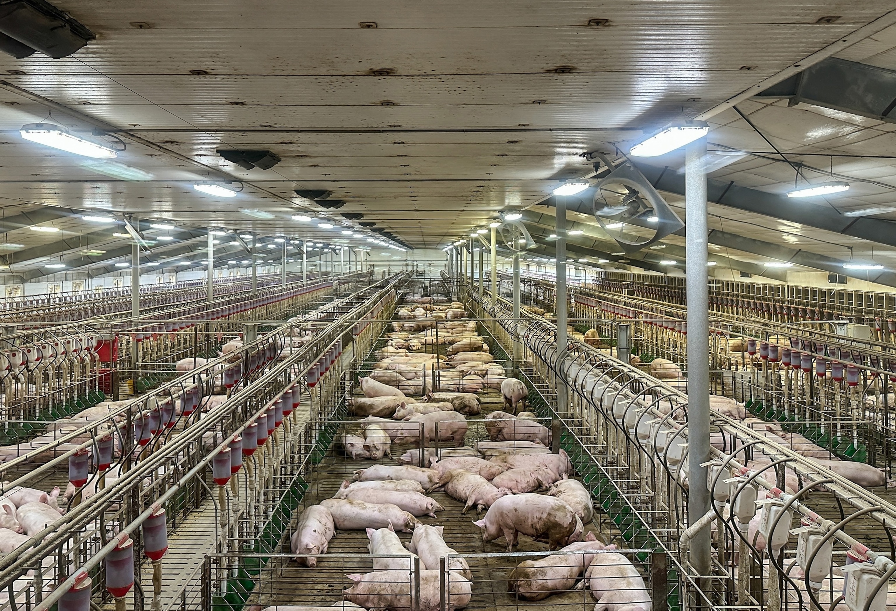 PHOTO: Indoor pig farm