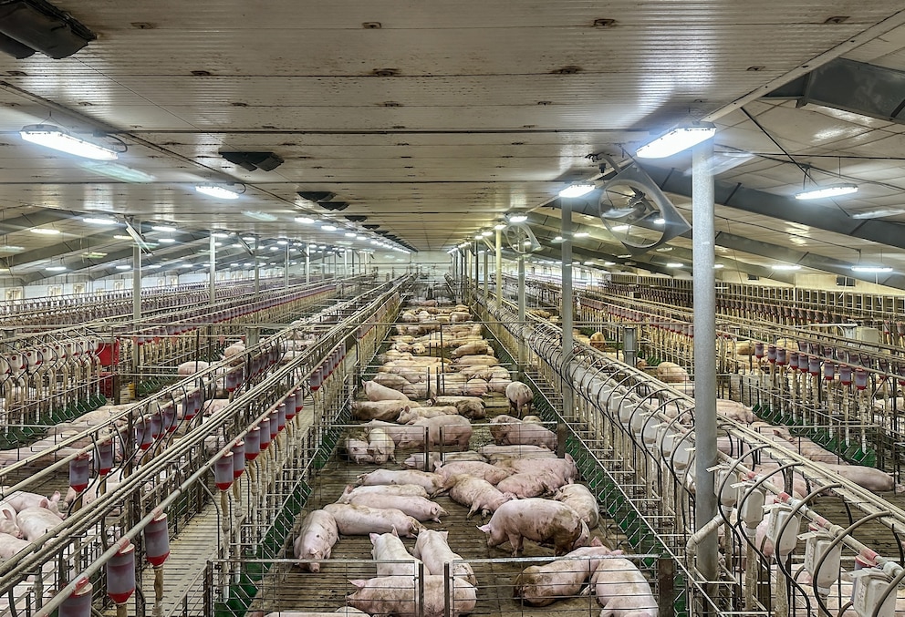 PHOTO: Indoor pig farm