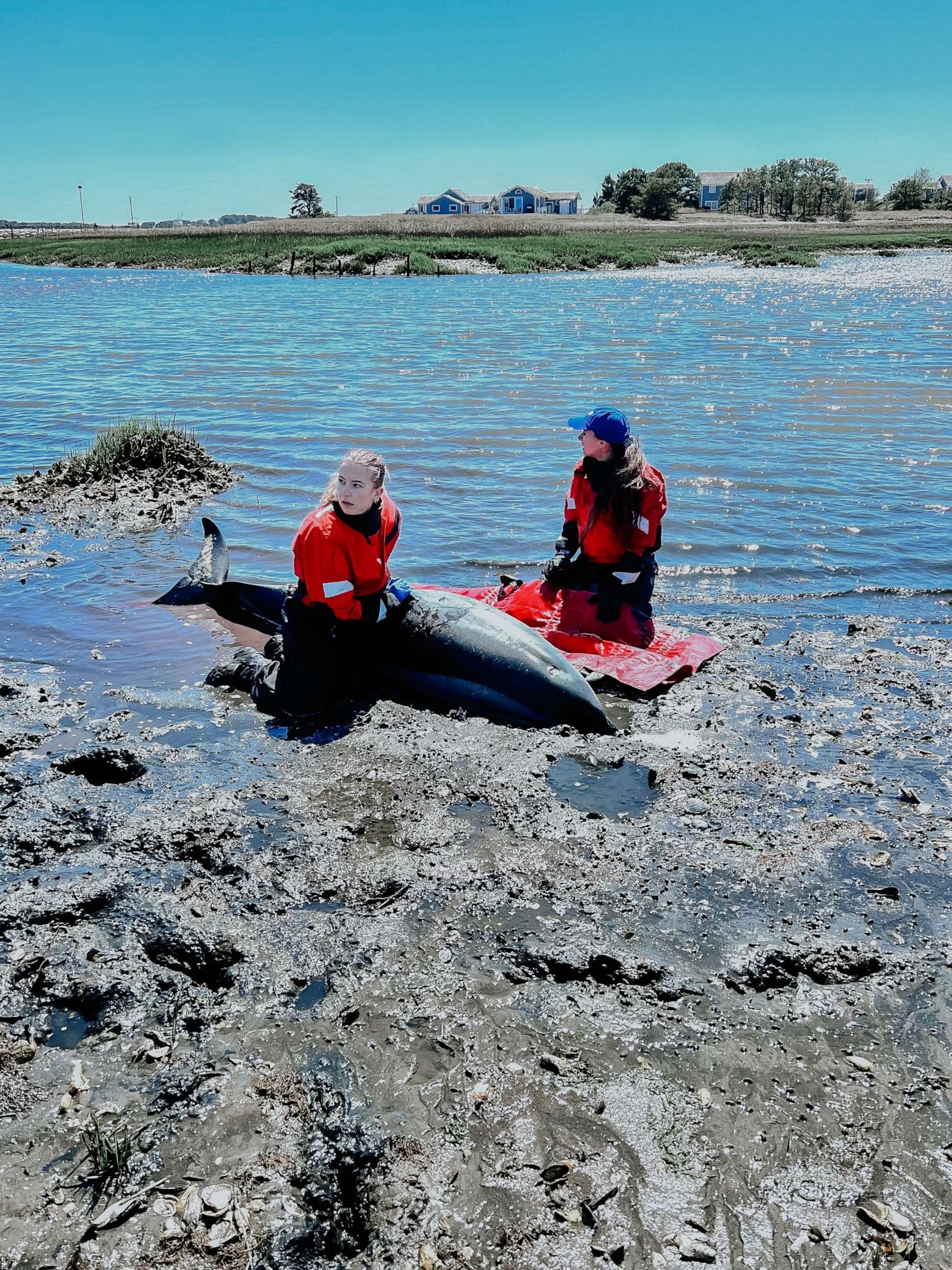 PHOTO: The International Fund for Animal Welfare's Cape Cod rescue team saved trapped dolphins.