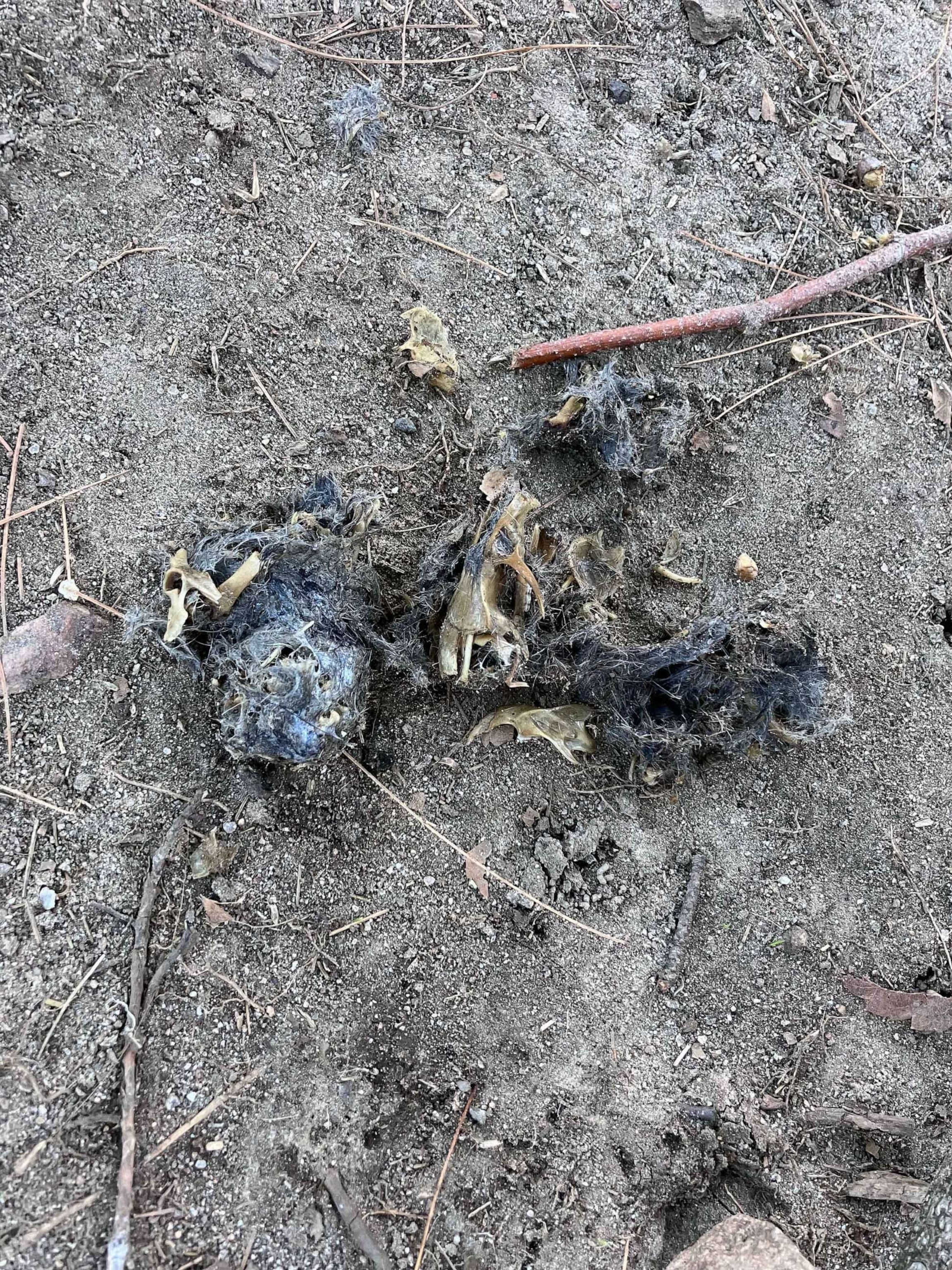 PHOTO: A pellet regurgitated by Flaco, the Eurasian eagle owl who escaped from his Central Park Zoo enclosure on Feb. 2, 2023, shows apparent rodent bones and fur from meals he’s been eating.