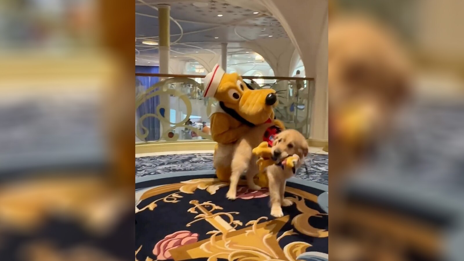 This service dog took the cutest trip to Walt Disney World - Good Morning  America