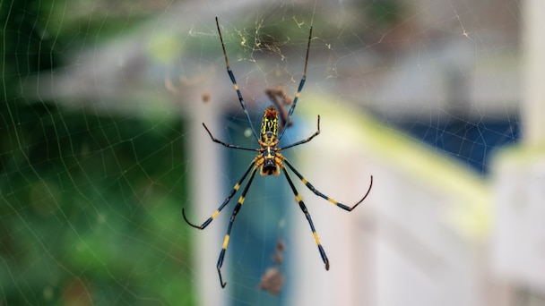 Giant, 'flying' Joro spiders spreading on East Coast this summer: What to know 
