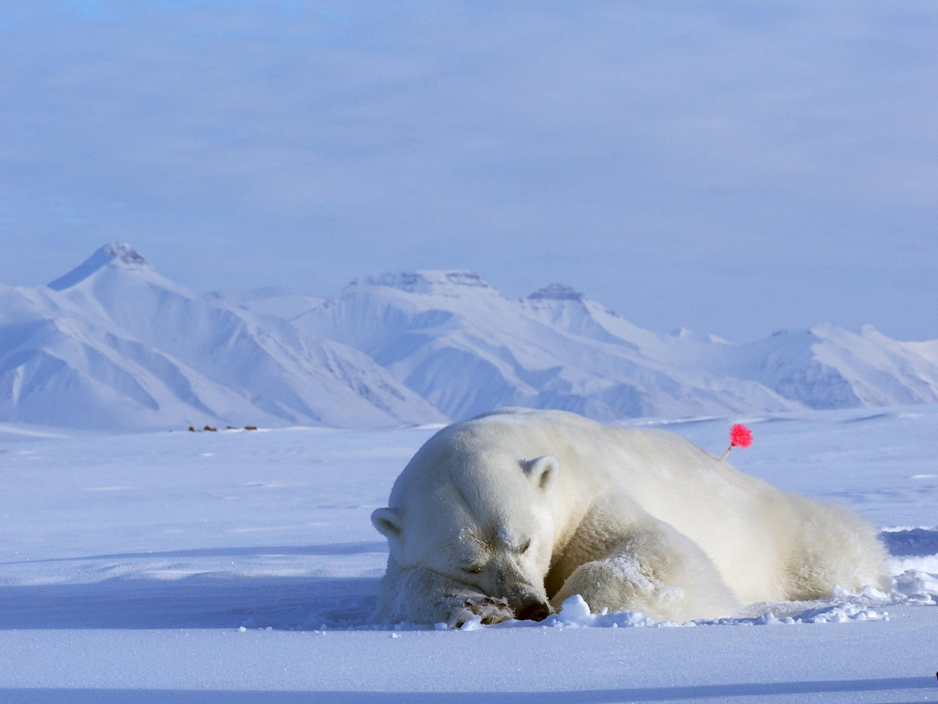 PHOTO: A sedated polar bear.