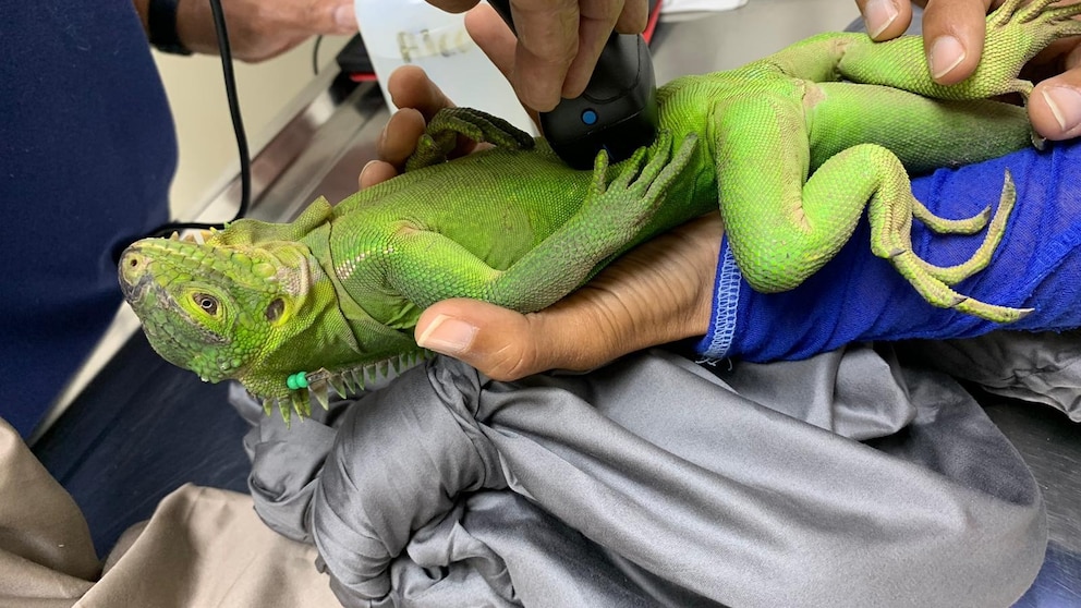 Uninhabited Caribbean islet blossoms into love nest for critically endangered iguana - ABC News