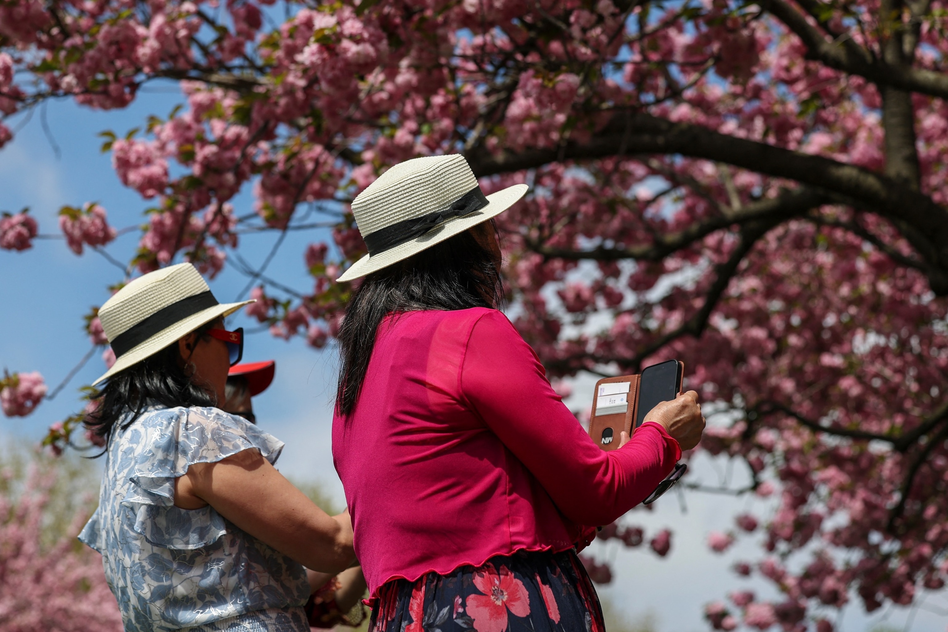 PHOTO: Following a cold snap over the first weekend in May, warm weather is expected to return to the Northeast to begin the work week. This image shows people visiting the cherry blossoms at Brooklyn Botanic Garden in New York City on April 18, 2026. 