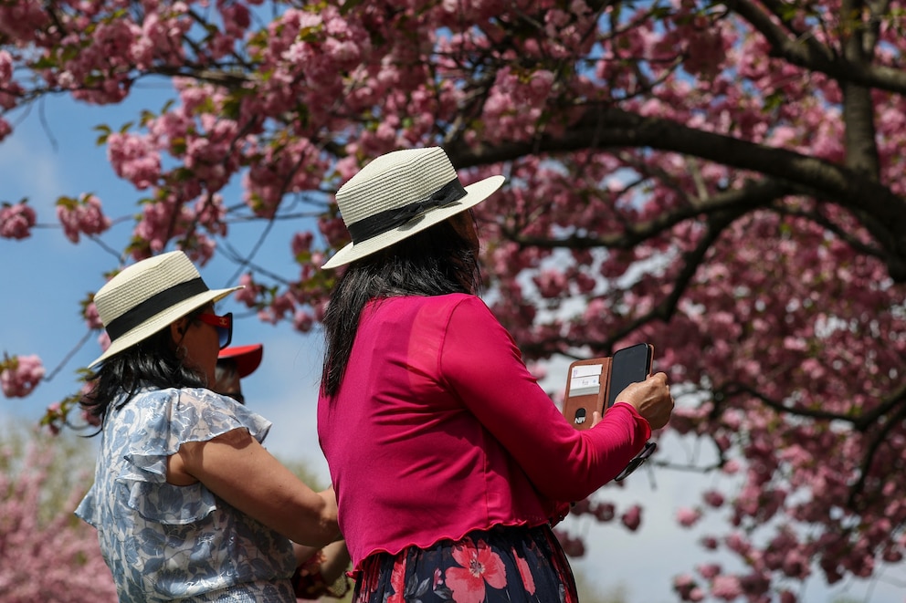 PHOTO: Following a cold snap over the first weekend in May, warm weather is expected to return to the Northeast to begin the work week. This image shows people visiting the cherry blossoms at Brooklyn Botanic Garden in New York City on April 18, 2026. 