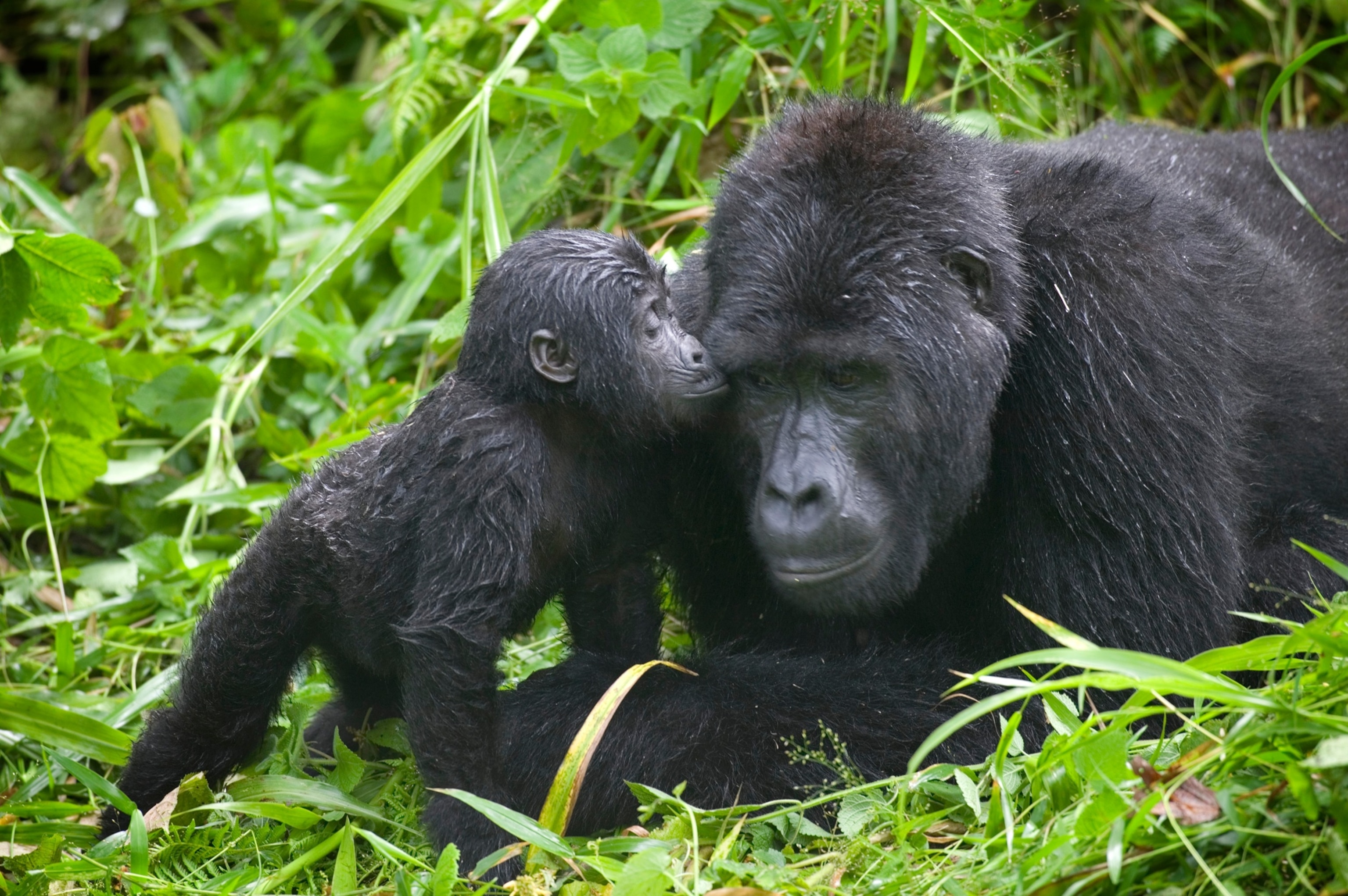 PHOTO: Baby Gorilla Kisses Silverback Male