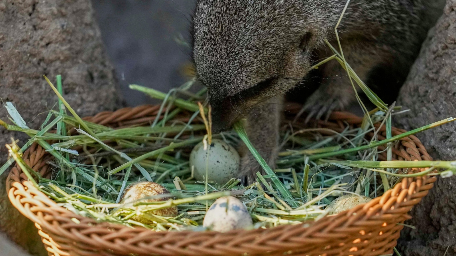 يتم صيد بيضة عيد الفصح مع الطعام للحيوانات في حديقة الحيوانات التشيلية
