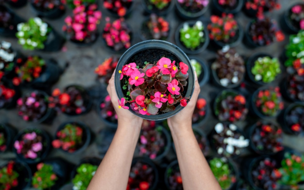 PHOTO: Stock photo of a person holding a plant in a nursery.