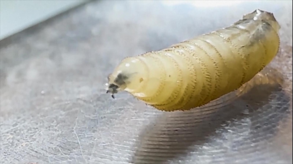WATCH:  Flesh-eating screwworm detected in Texas for 1st time in decades