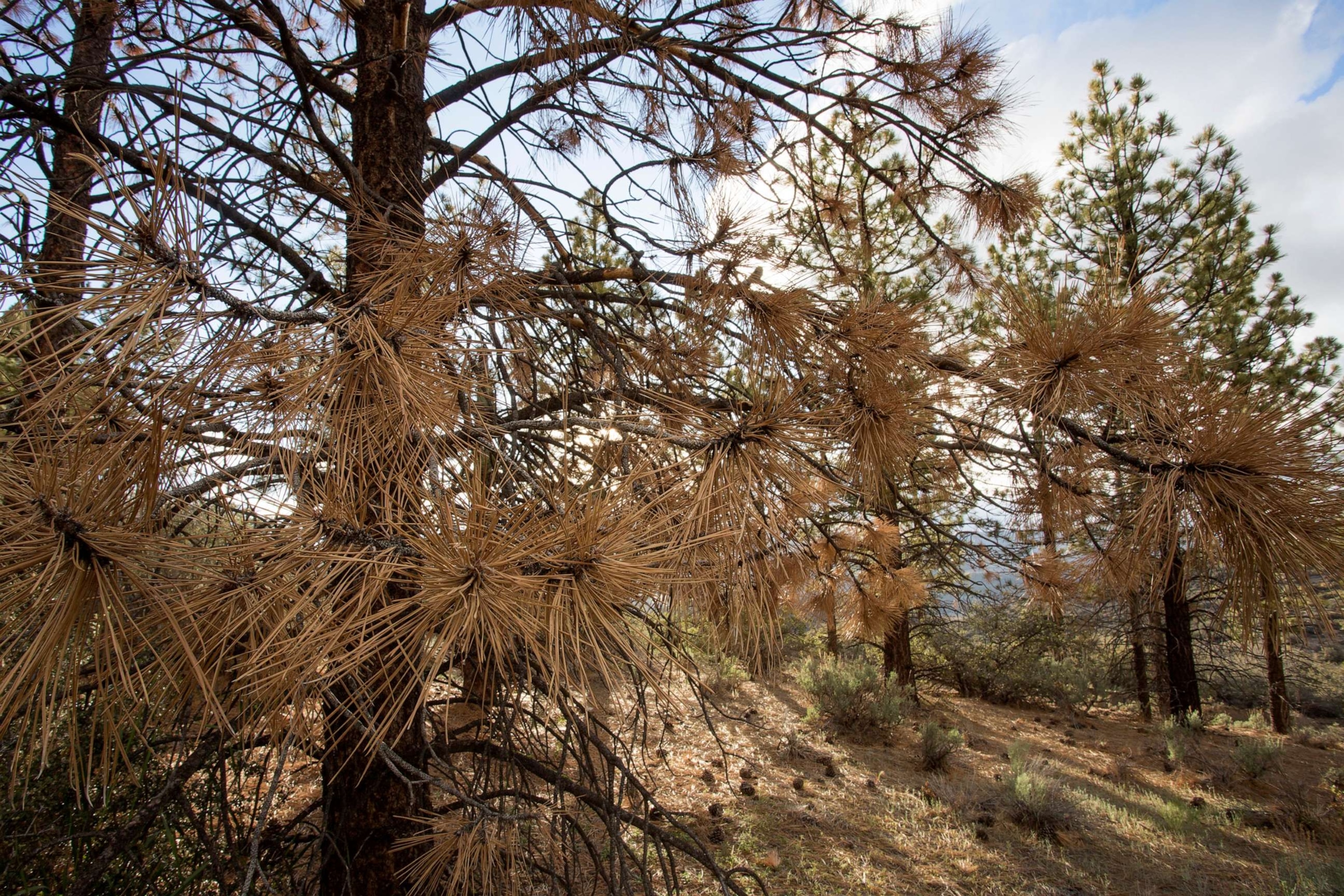 PHOTO: In this May 7, 2015, file photo, dead and dying trees are seen in a forest stressed by historic drought conditions in Los Padres National Forest, near Frazier Park, Calif.