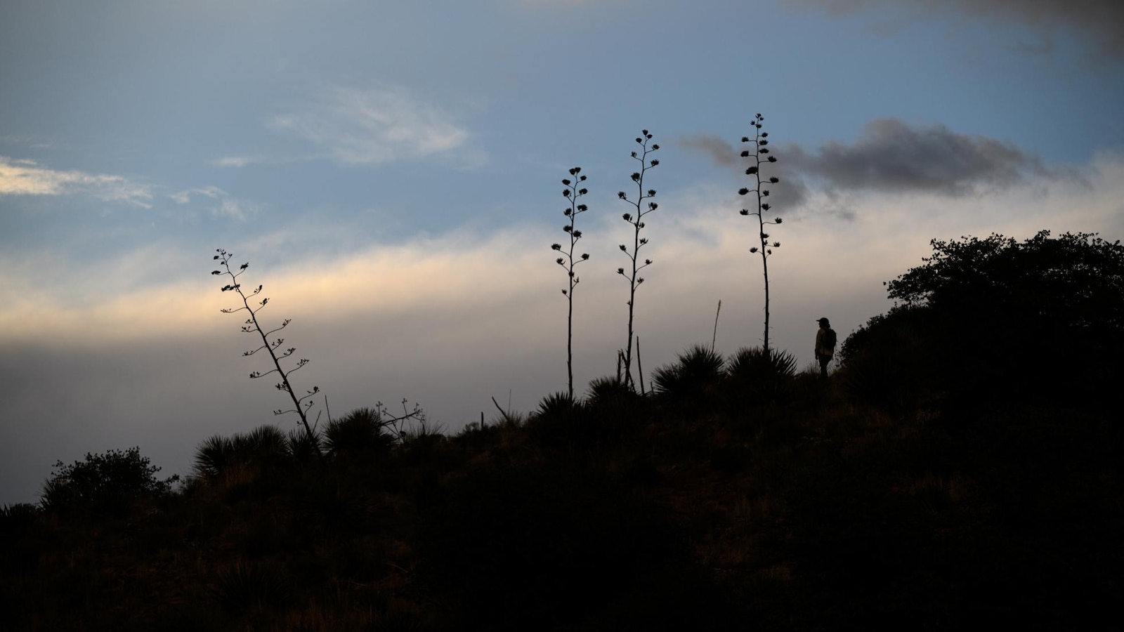 Agave or bust! Mexican long-nosed bats head farther north in search of sweet nectar