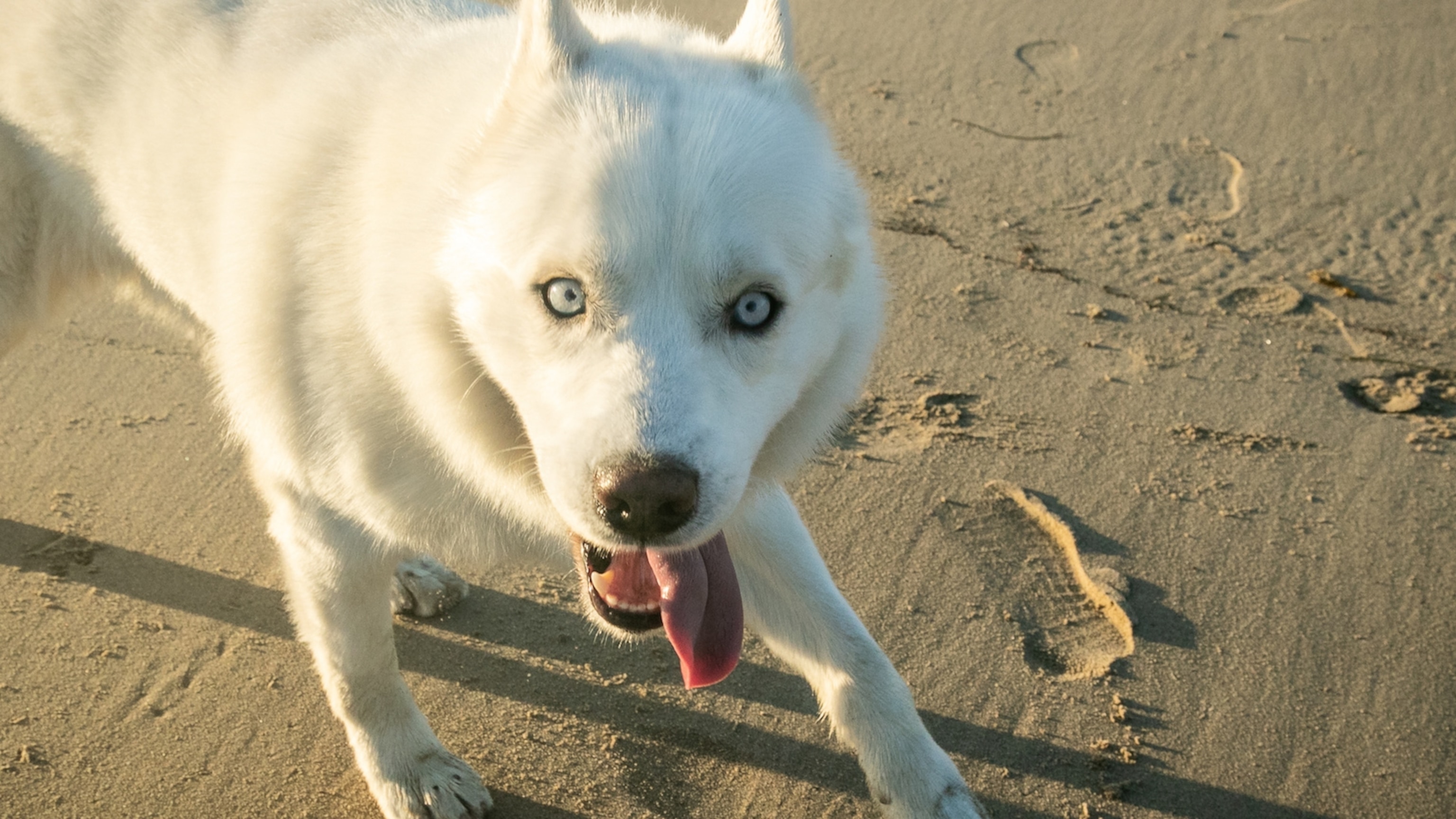 Video Neurodivergent husky walks with a prance and inspires people