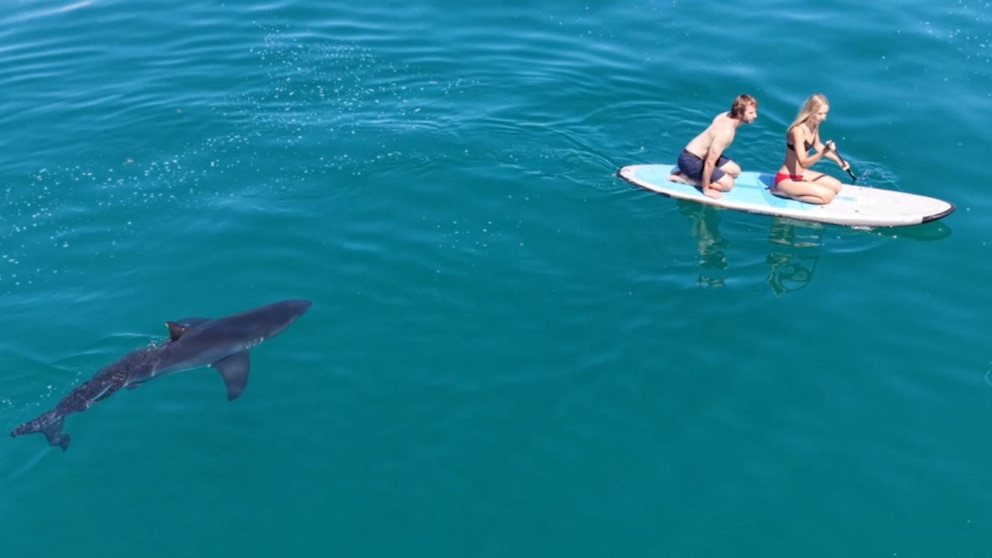 WATCH:  'We were terrified': Great white shark stalks paddleboarders
