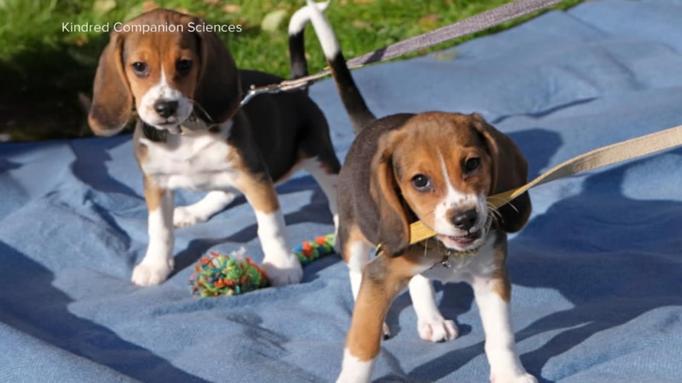 WATCH: Dogs genetically engineered to prevent allergies