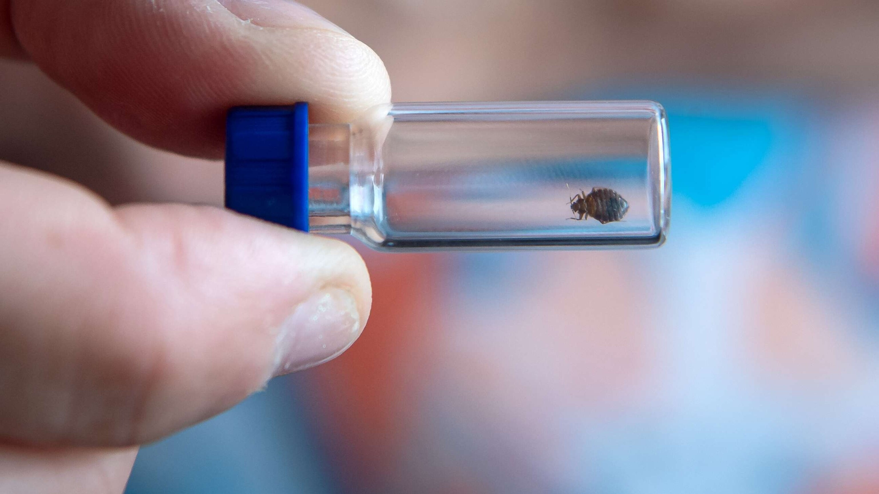 PHOTO: A bed bug is put in a glass tube so that bed bug sniffing dogs can train to find the pests, June 23, 2021, in Delmenhorst, Germany.