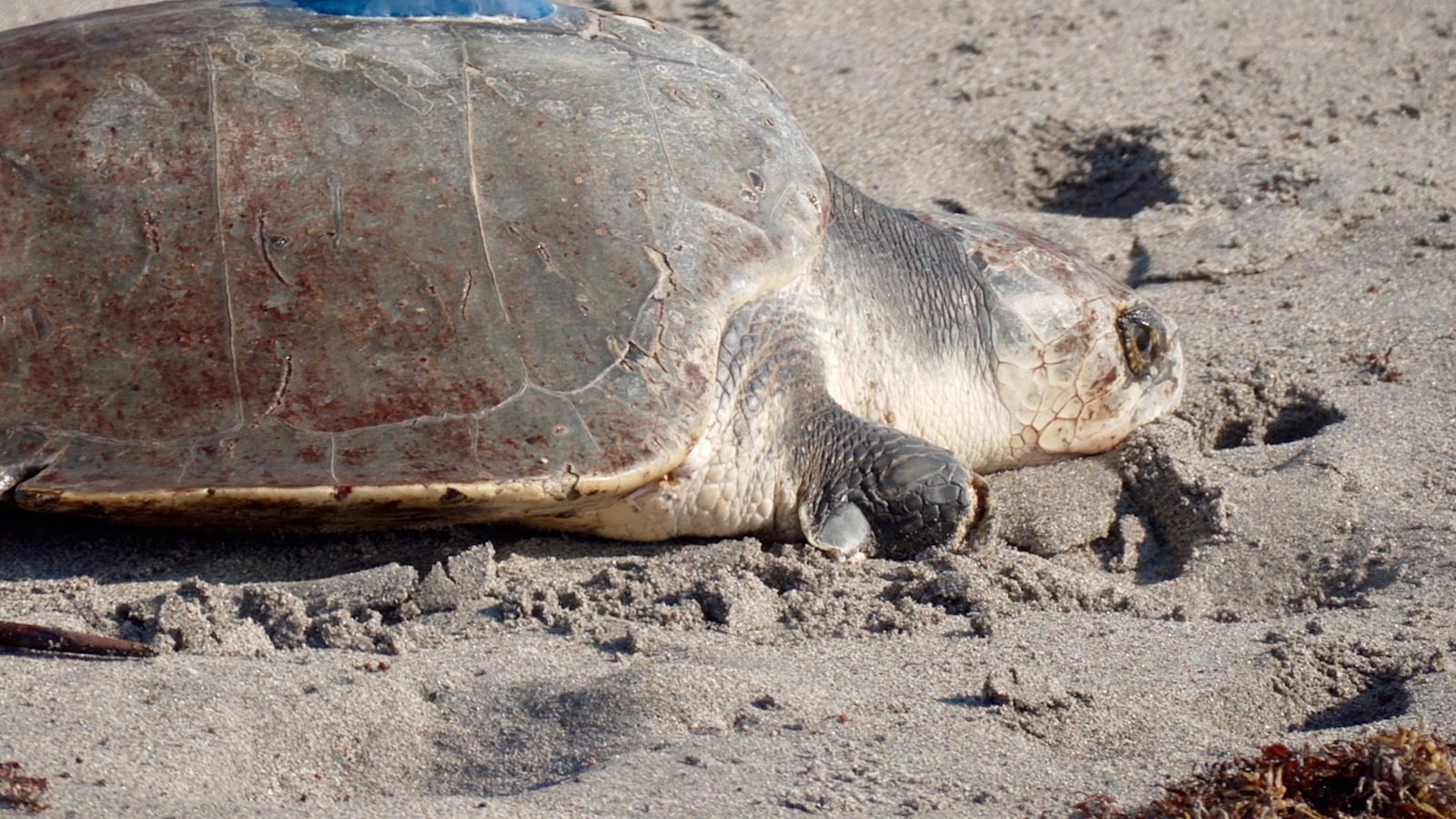 A 3-limbed Kemp's ridley sea turtle is now being tracked at sea by satellite