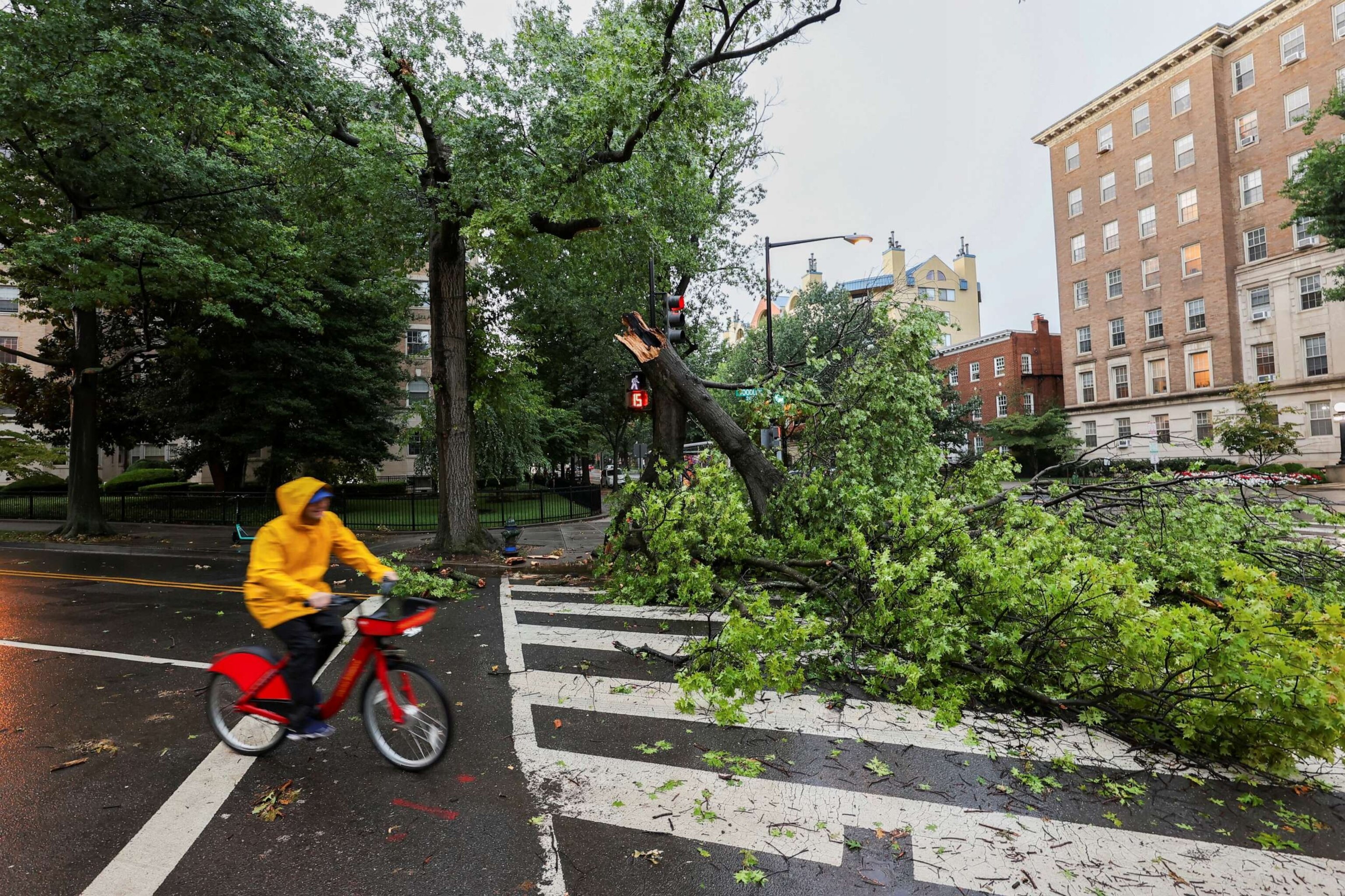 PHOTO: A person cycles past a fallen tree during stormy weather, in Washington, D.C, Aug. 7, 2023.