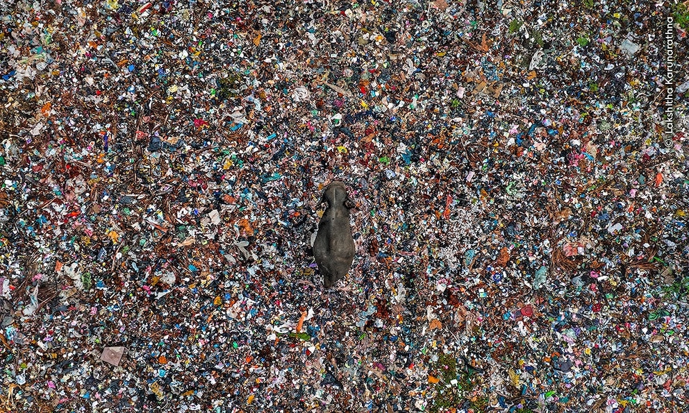 PHOTO: 2025 Wildlife Photographer of the Year