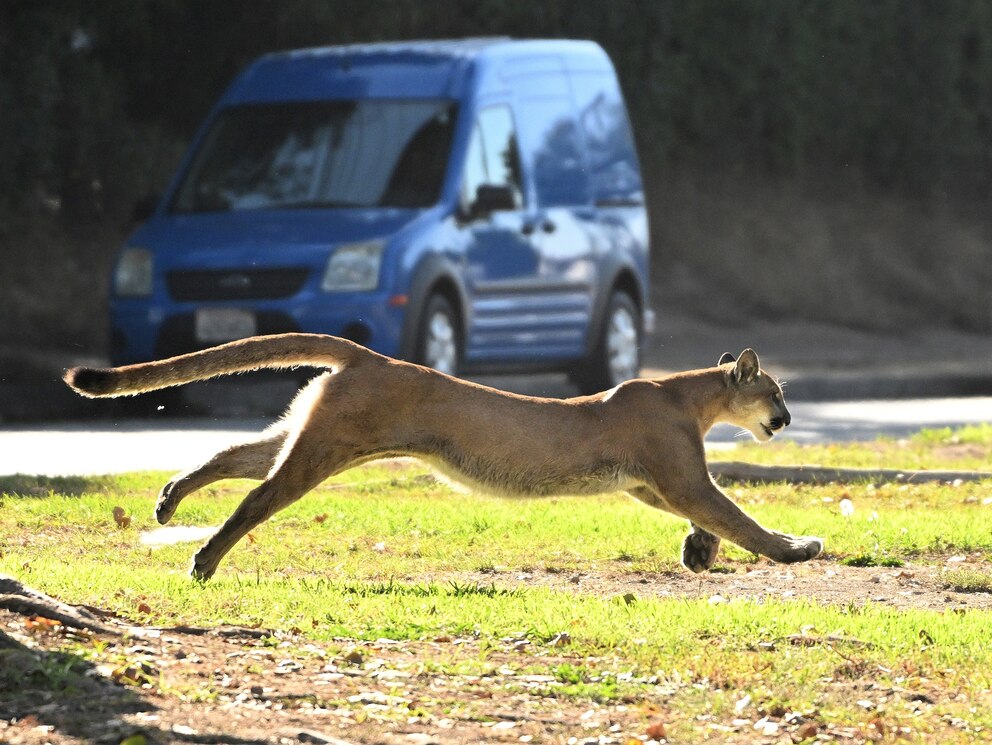 PHOTO: In this Oct. 27, 2022, file photo, a mountain lion darts from a hiding area in Brentwood, Calif., prompting a precautionary lockdown of a nearby elementary school. 